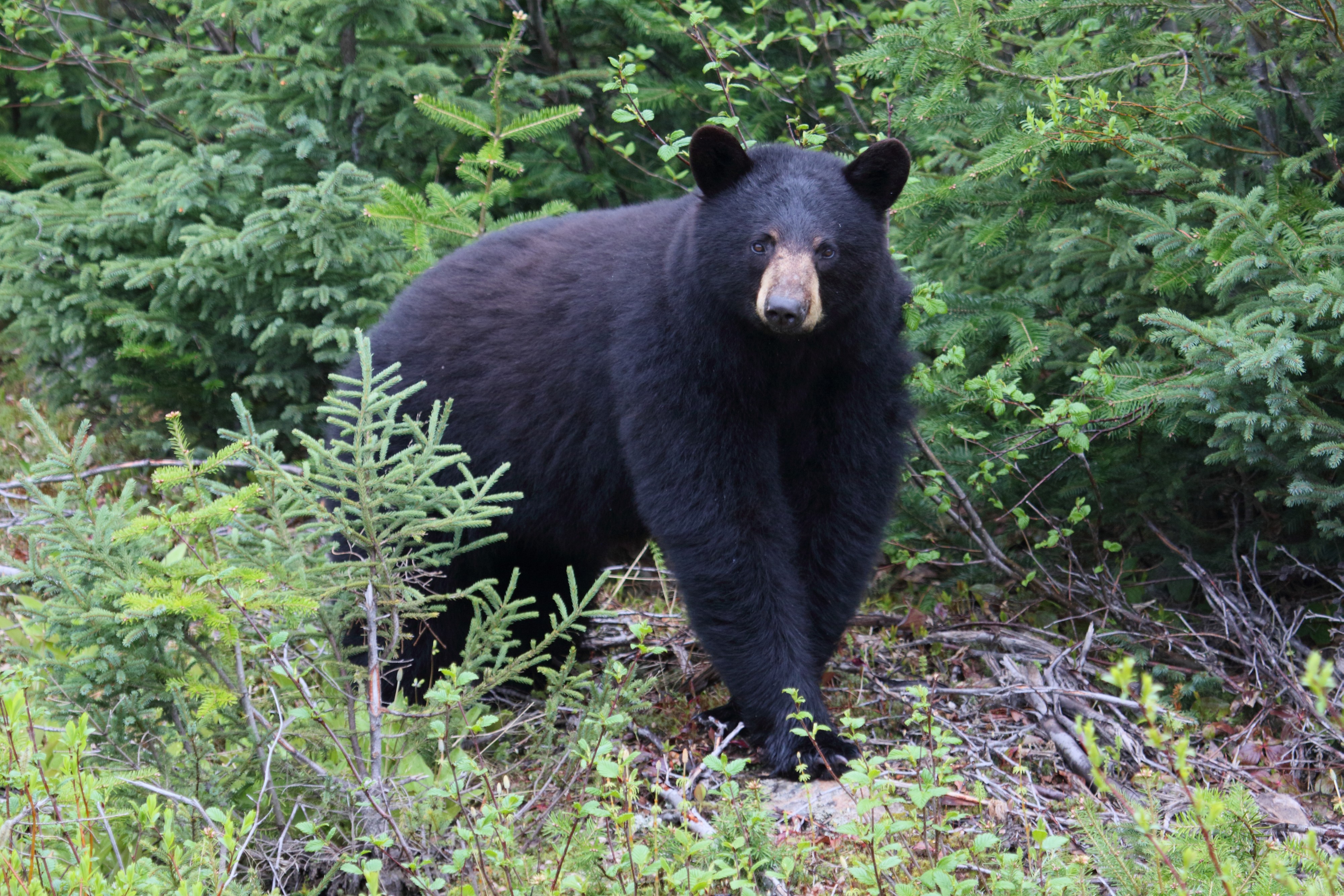 Ursus americanus Labrador 02