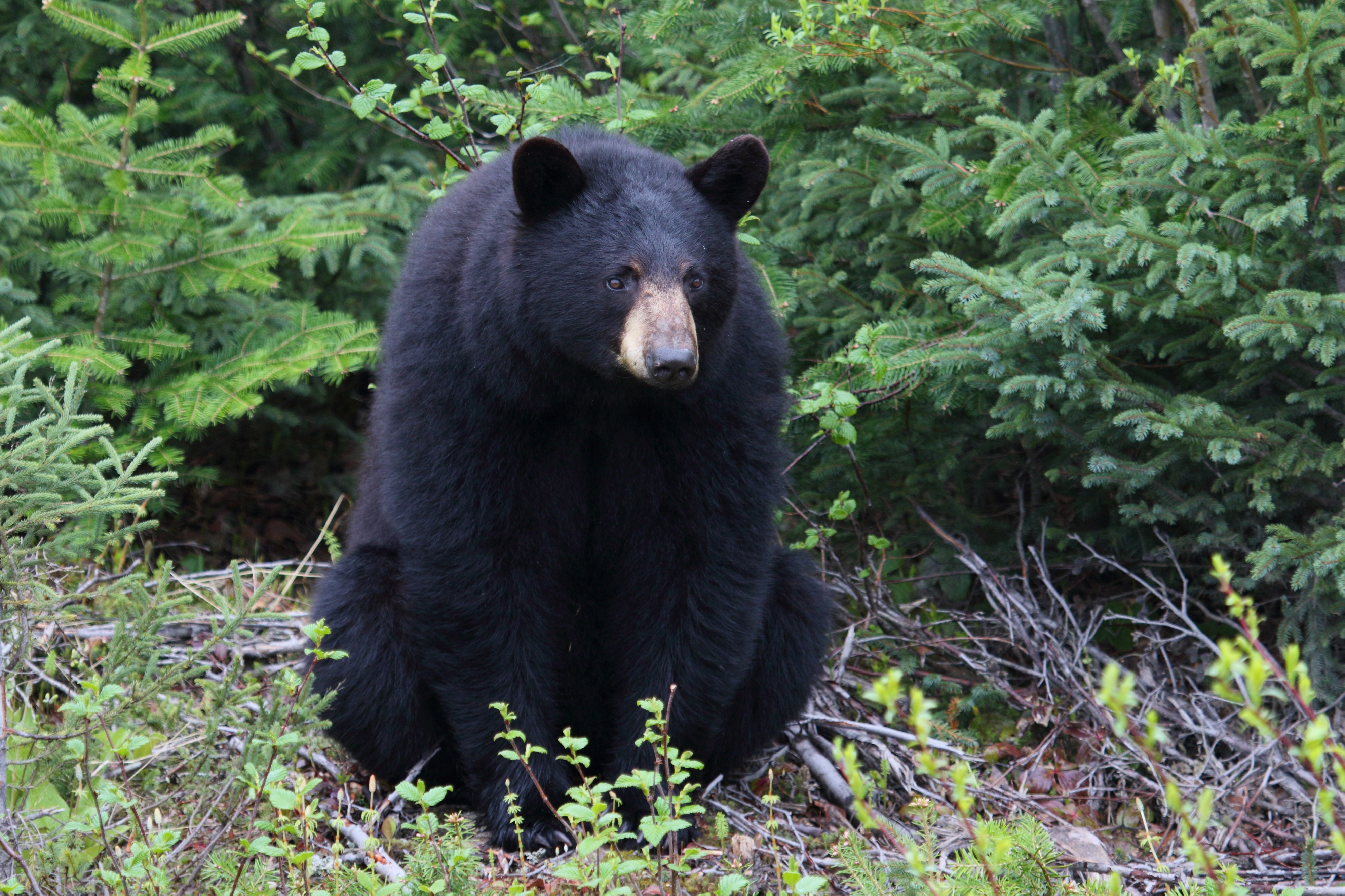 Ursus americanus Labrador 03