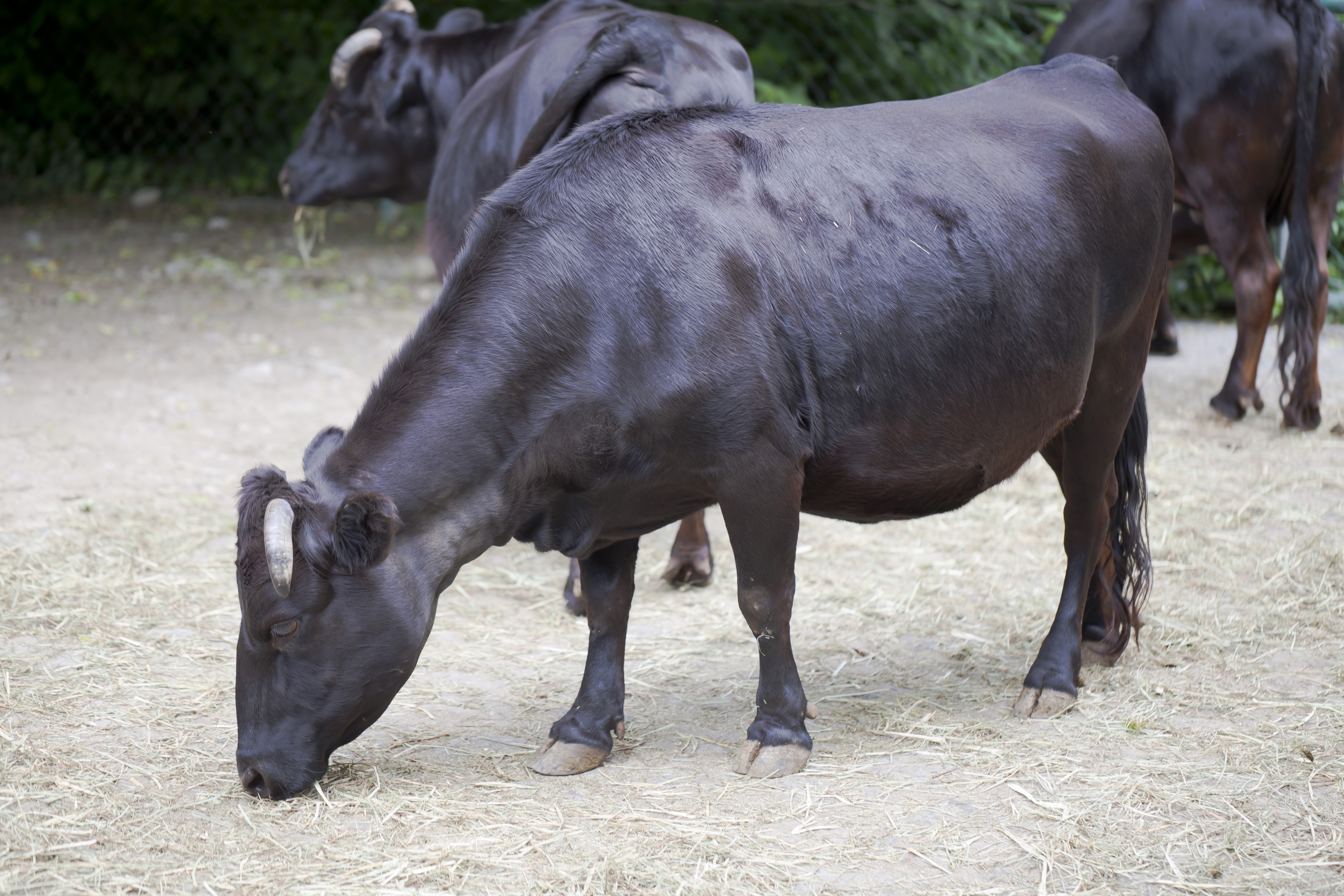 Vaca (Bos primigenius taurus), Tierpark Hellabrunn, Múnich, Alemania, 2012-06-17, DD 03