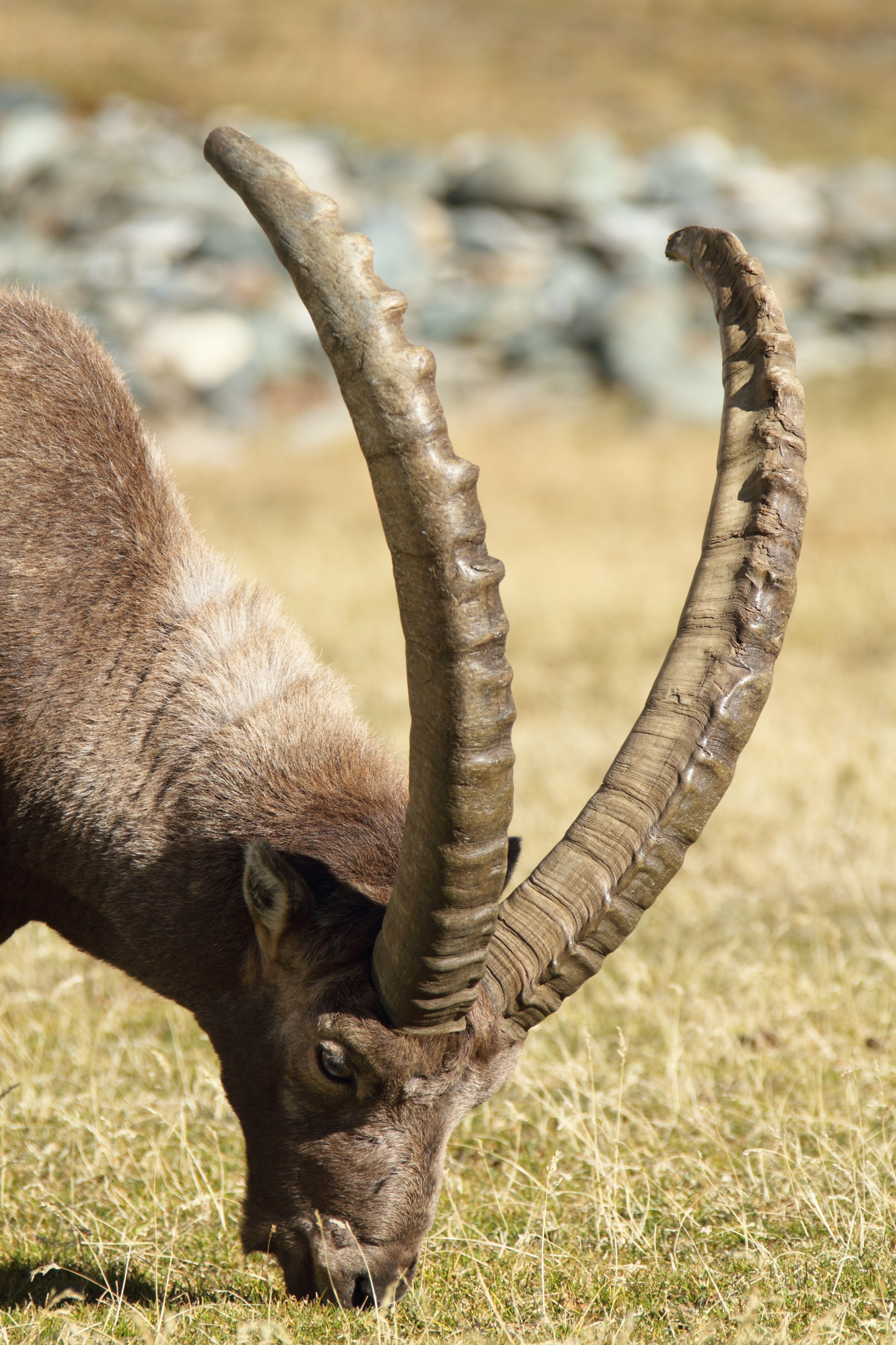 Valnontey rock goat (8062074395)