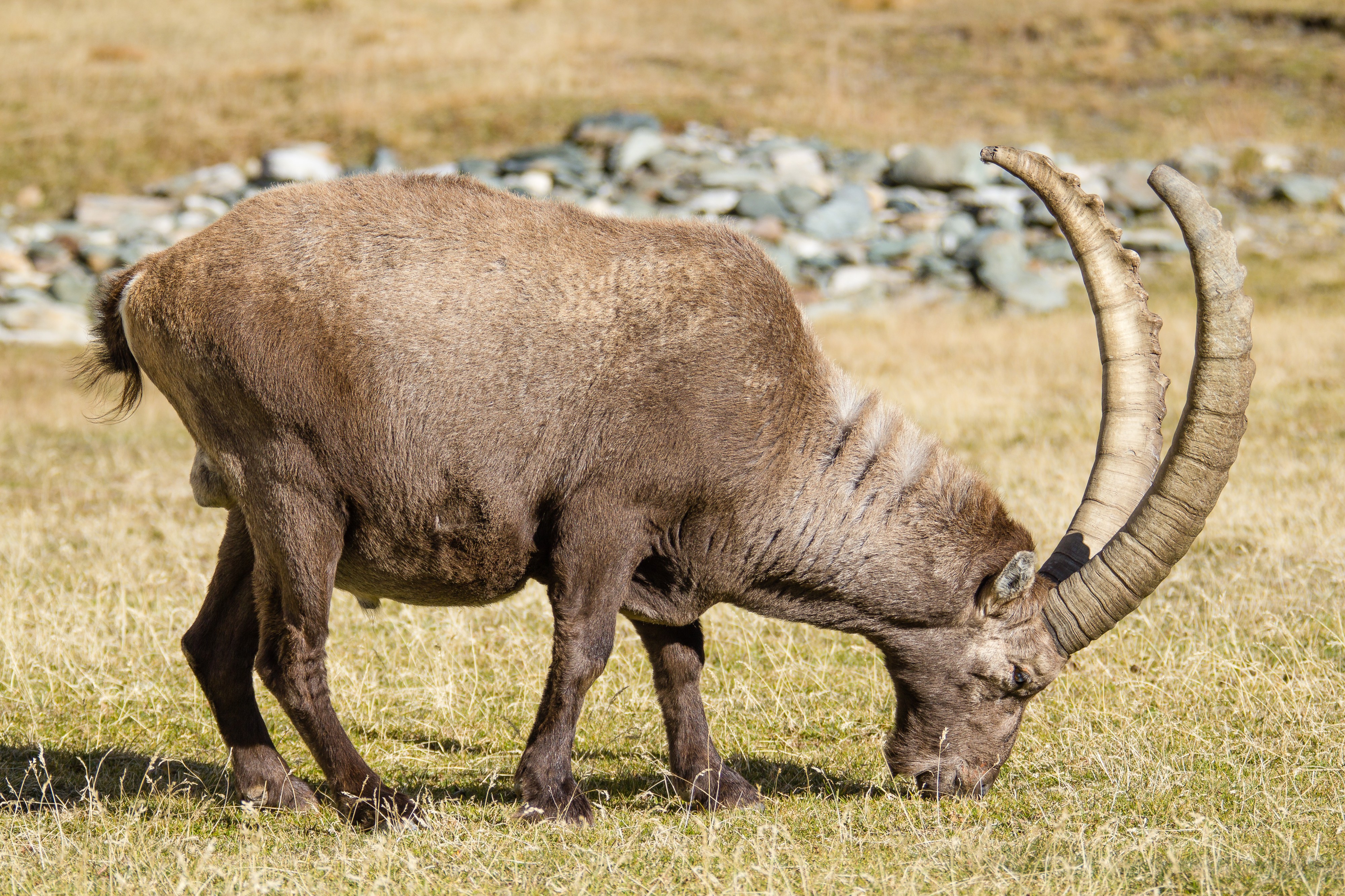 Valnontey rock goat (8062099678)