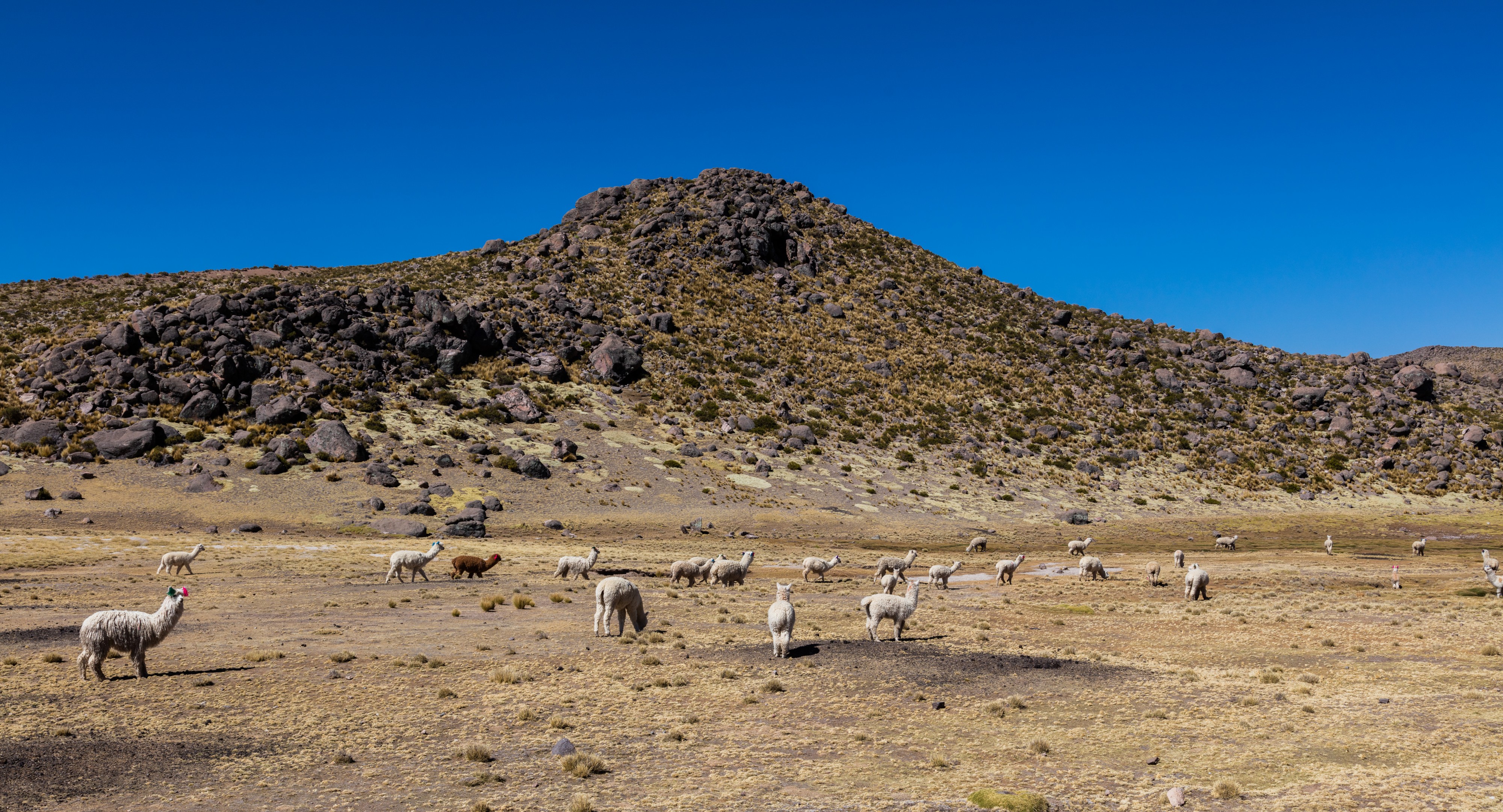 Vicuñas (Vicugna vicugna) en Reserva Nacional Salinas, Arequipa, Perú, 2015-08-02, DD 60