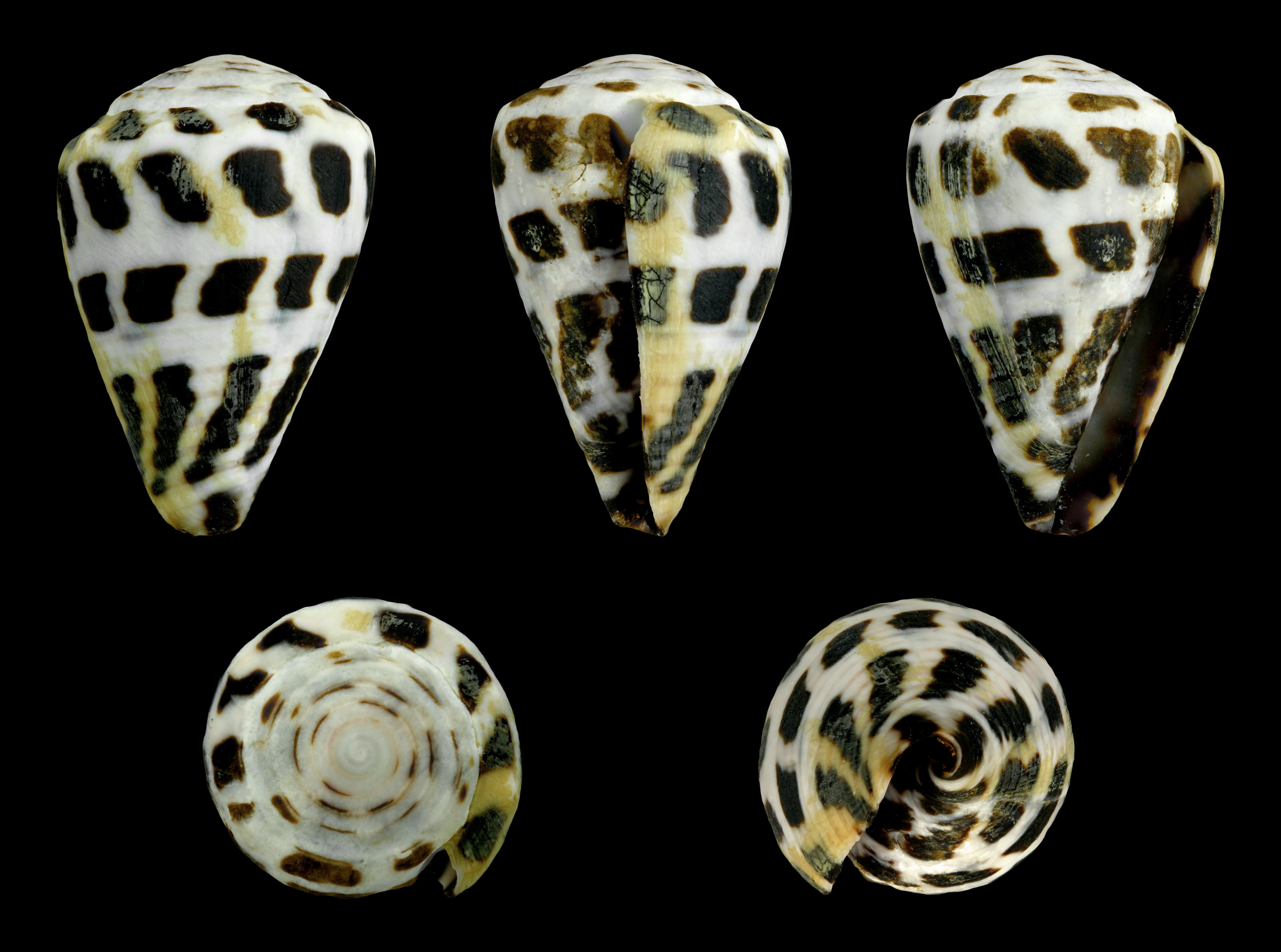 Virroconus ebraeus 01