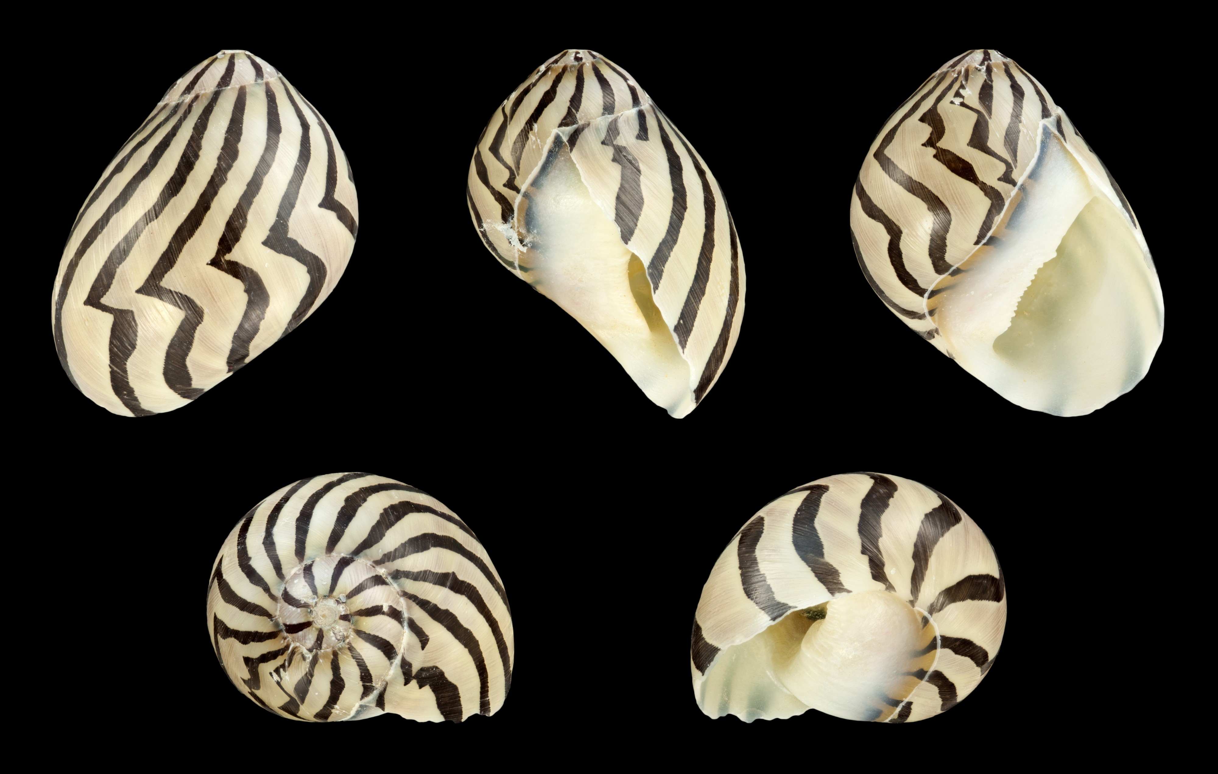 Vittina coromandeliana 02