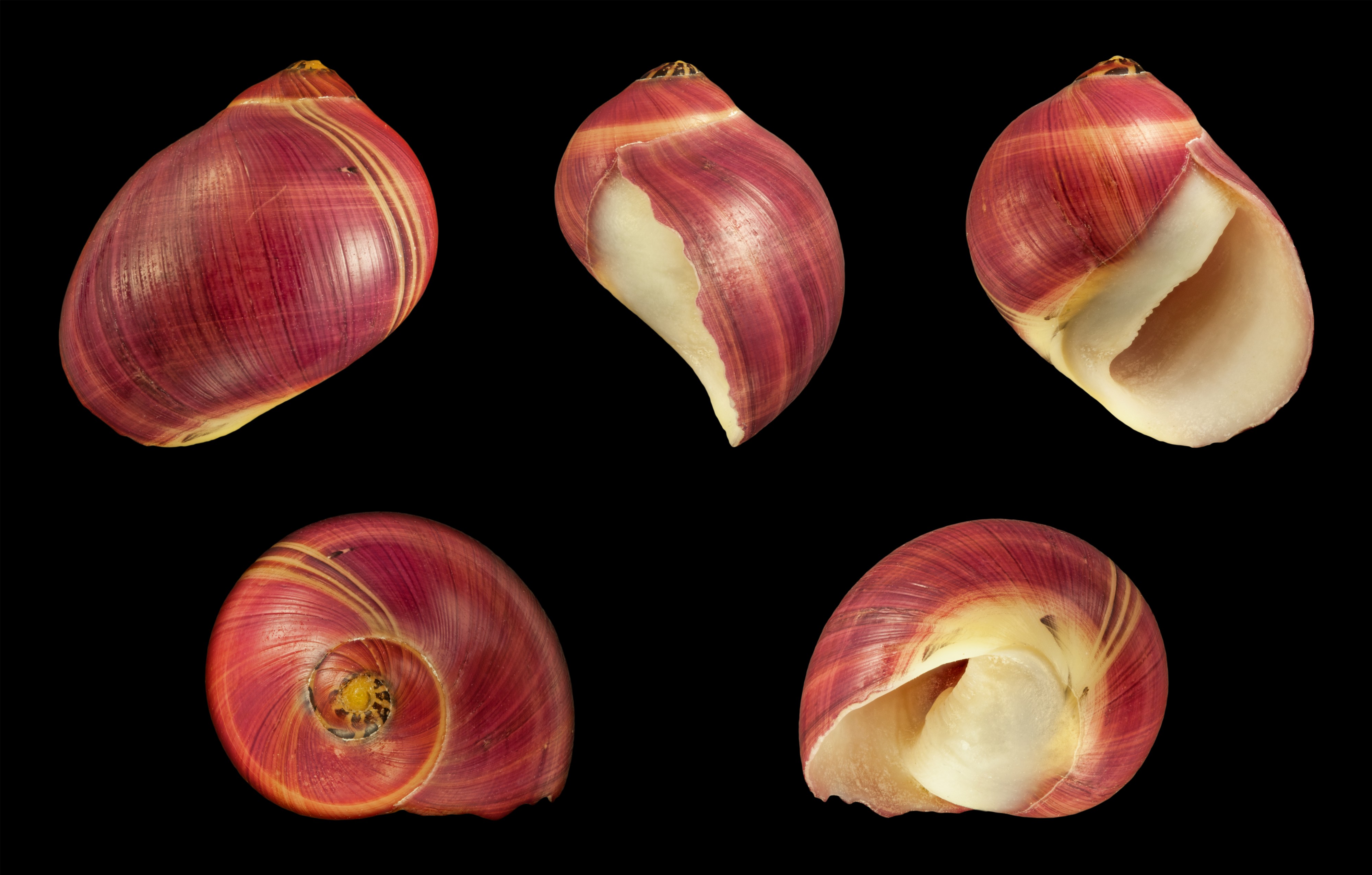 Vittina waigiensis 03