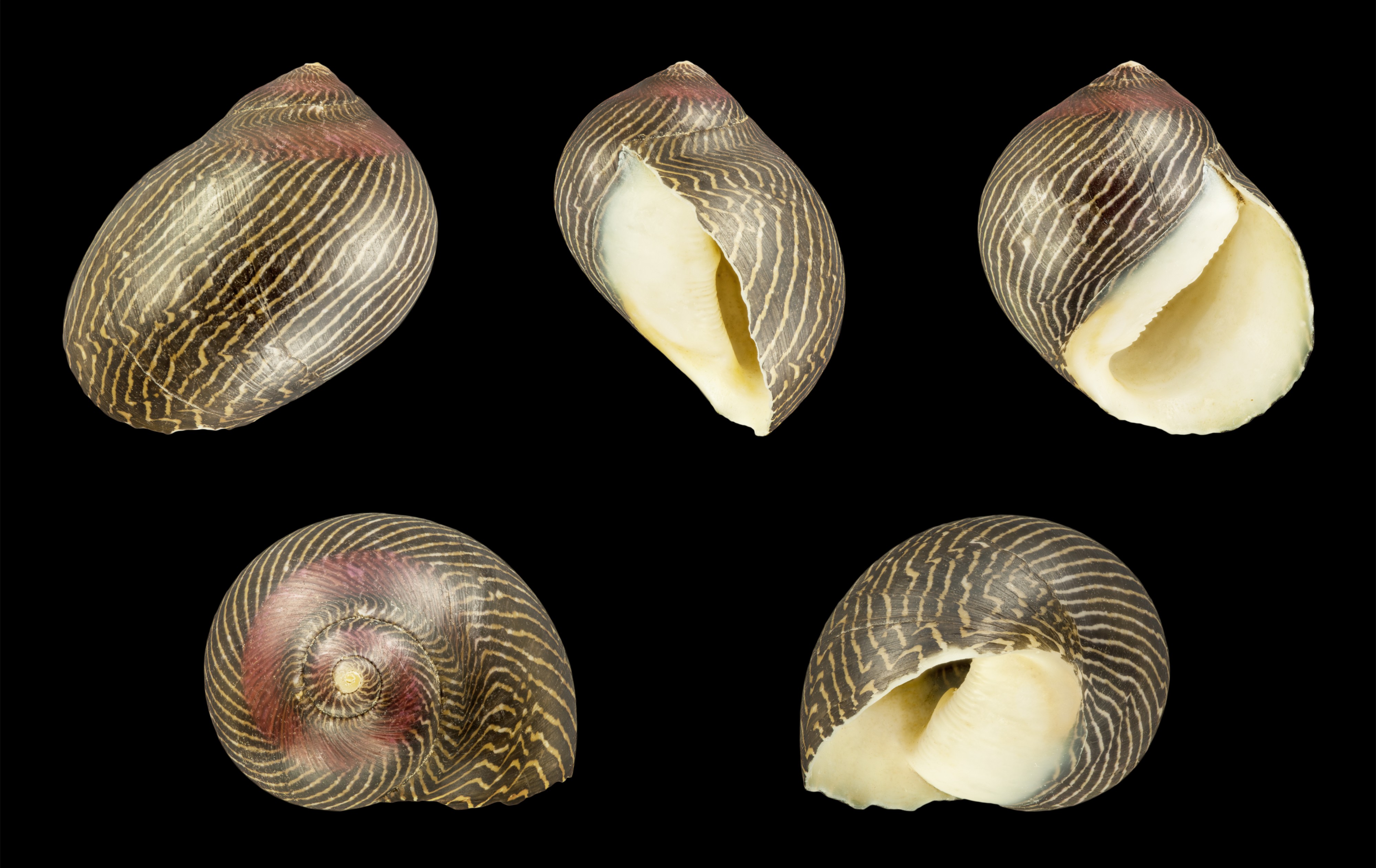 Vittina waigiensis 08