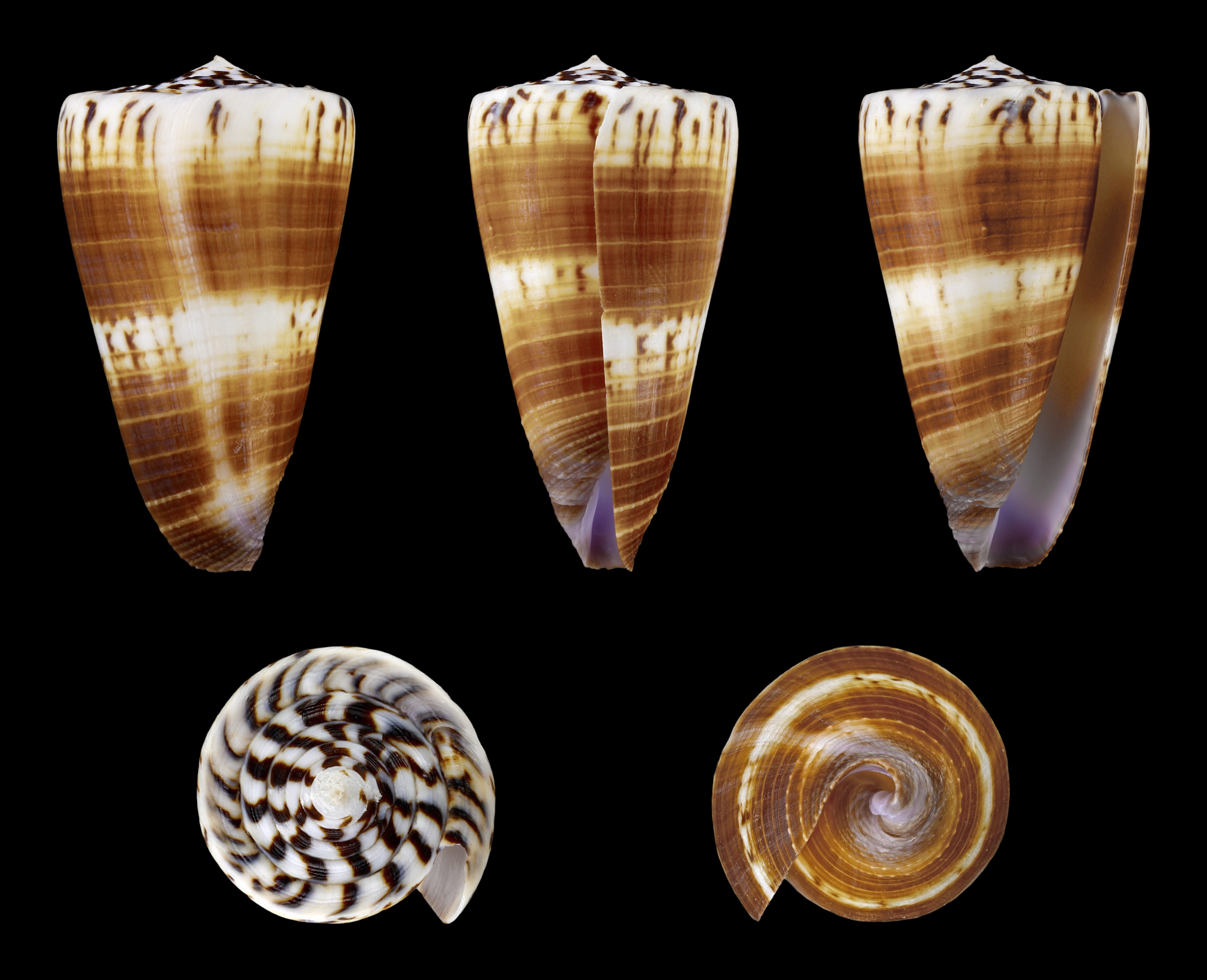 Vituliconus planorbis 01