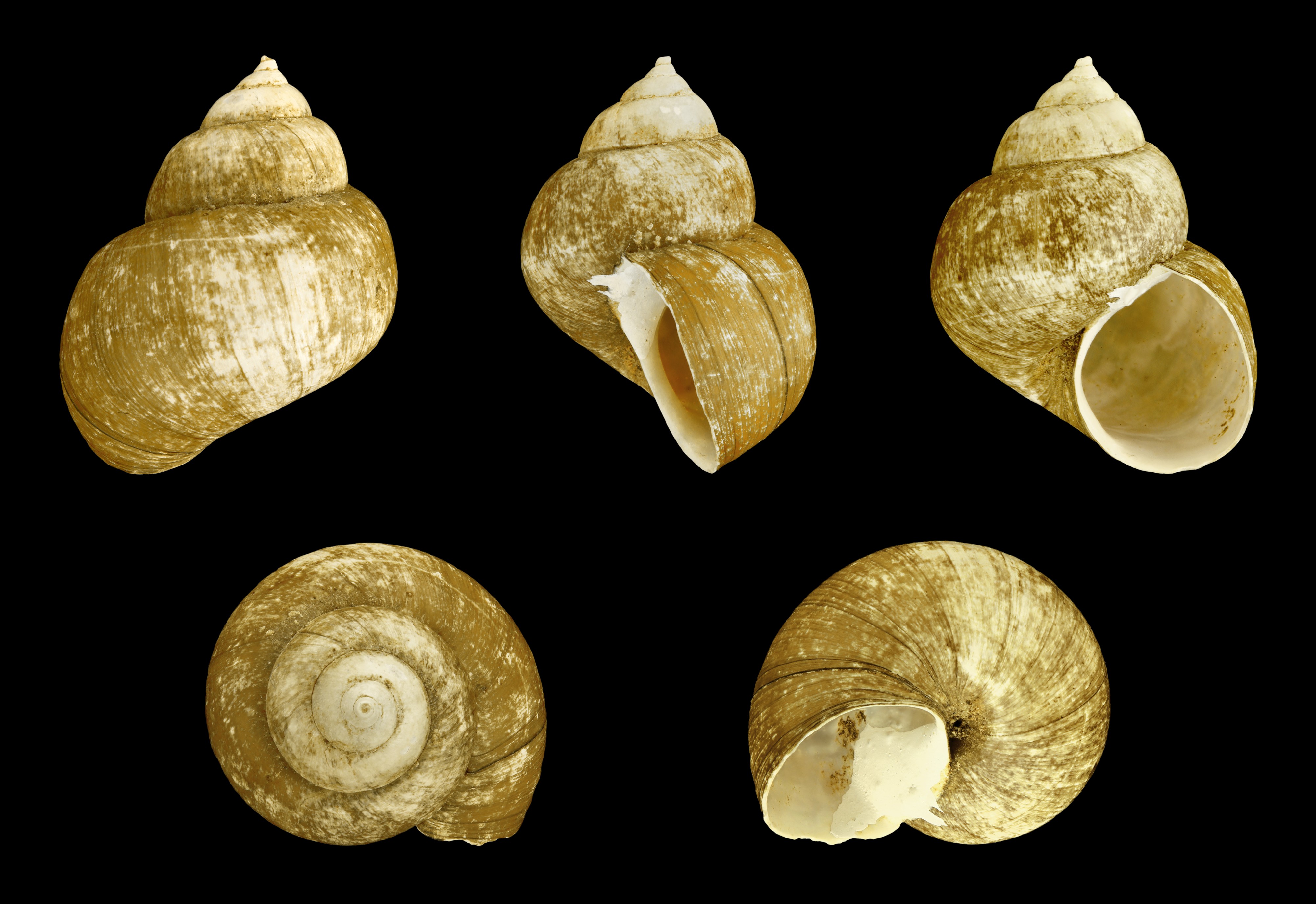 Viviparus cebuensis boholensis 01