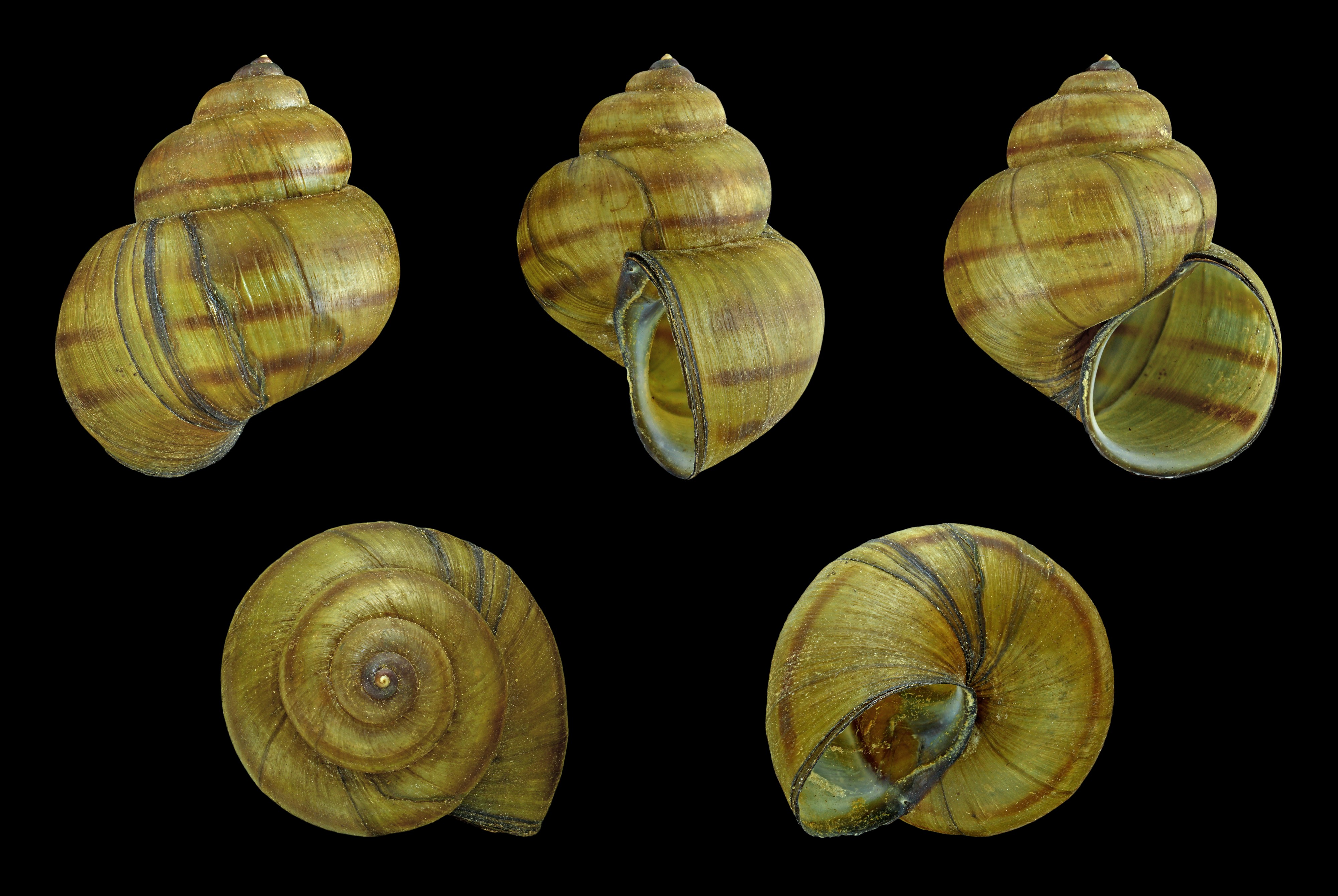 Viviparus contectus 01