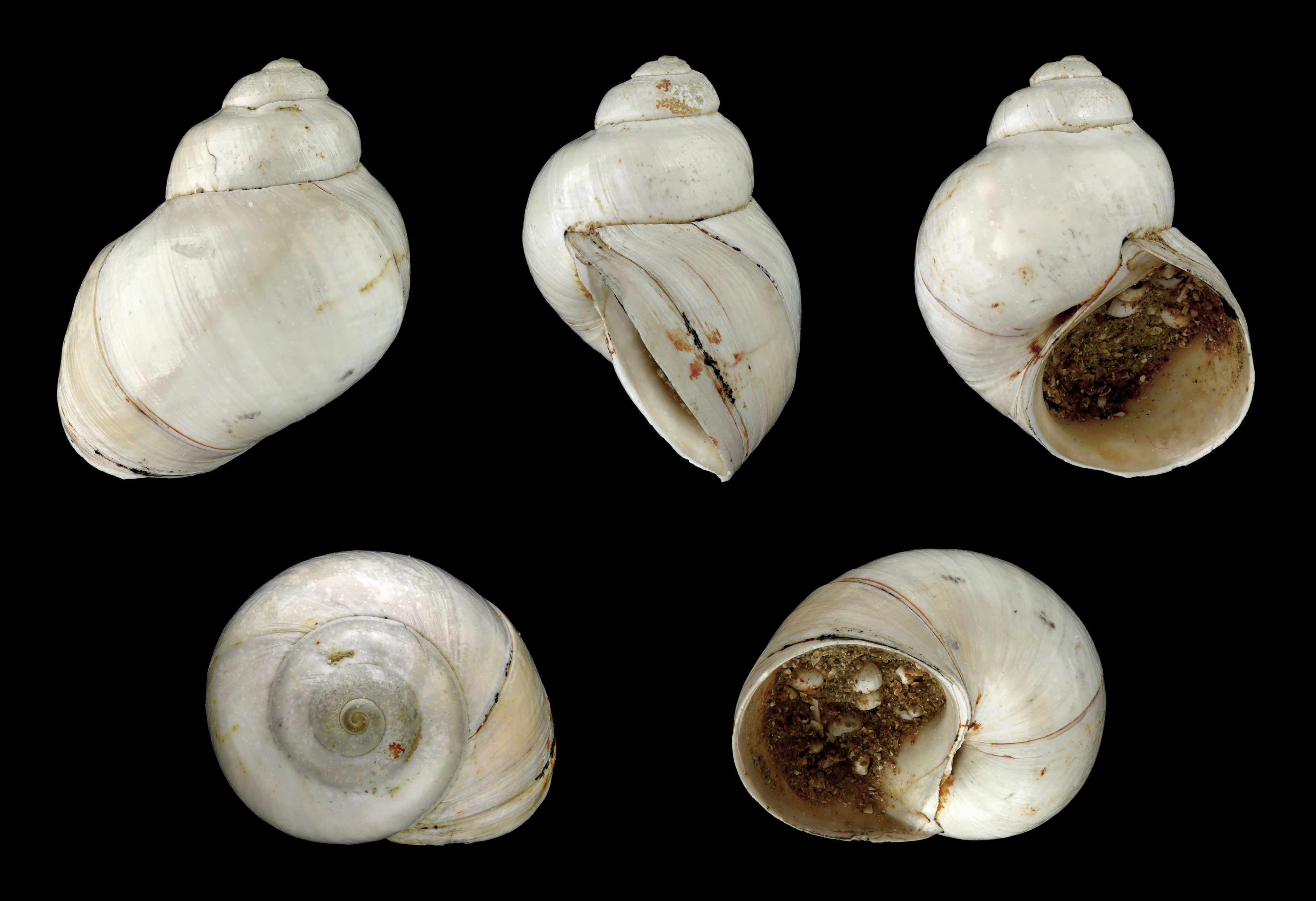 Viviparus dactonensis 01