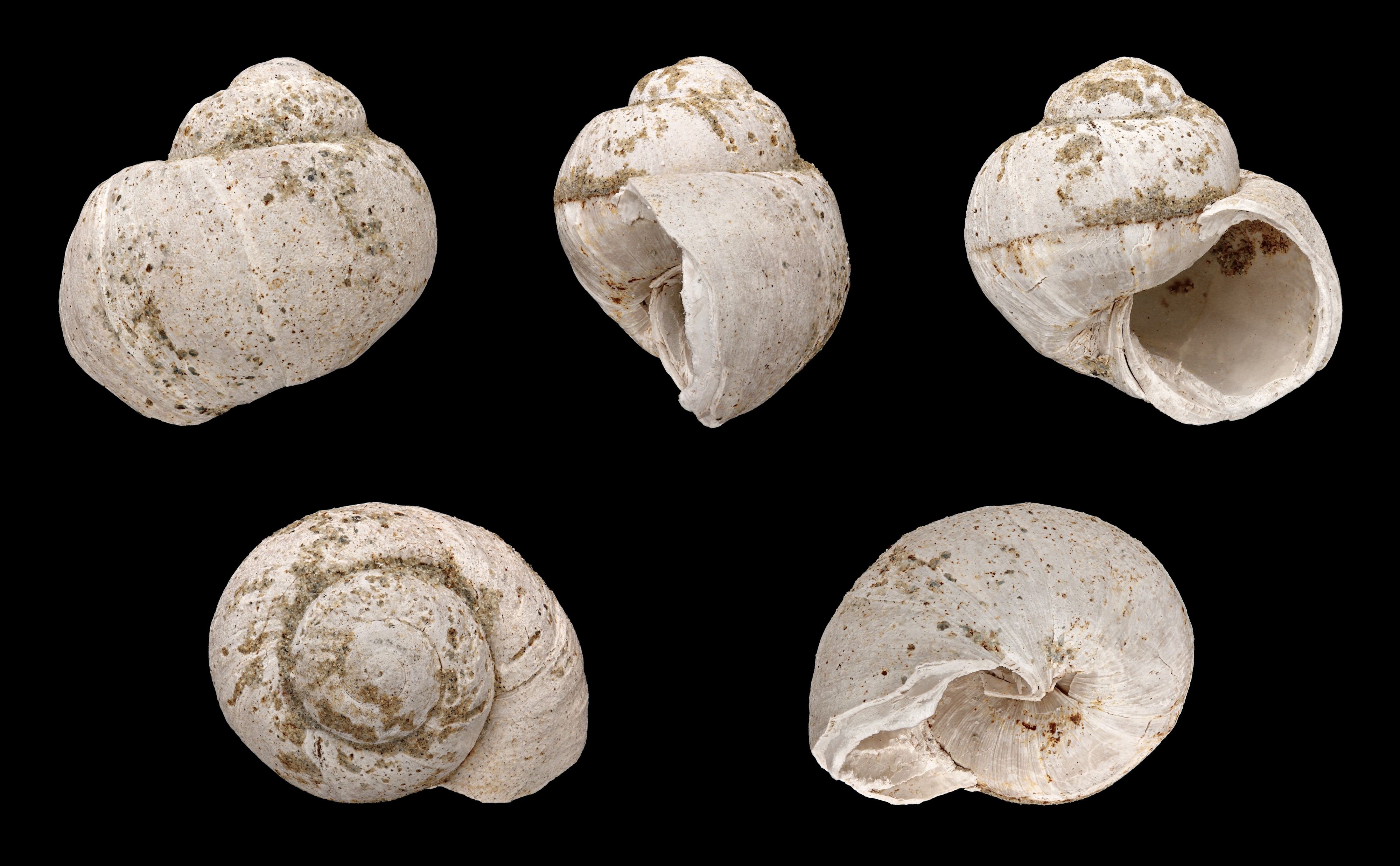 Viviparus suevicus 01