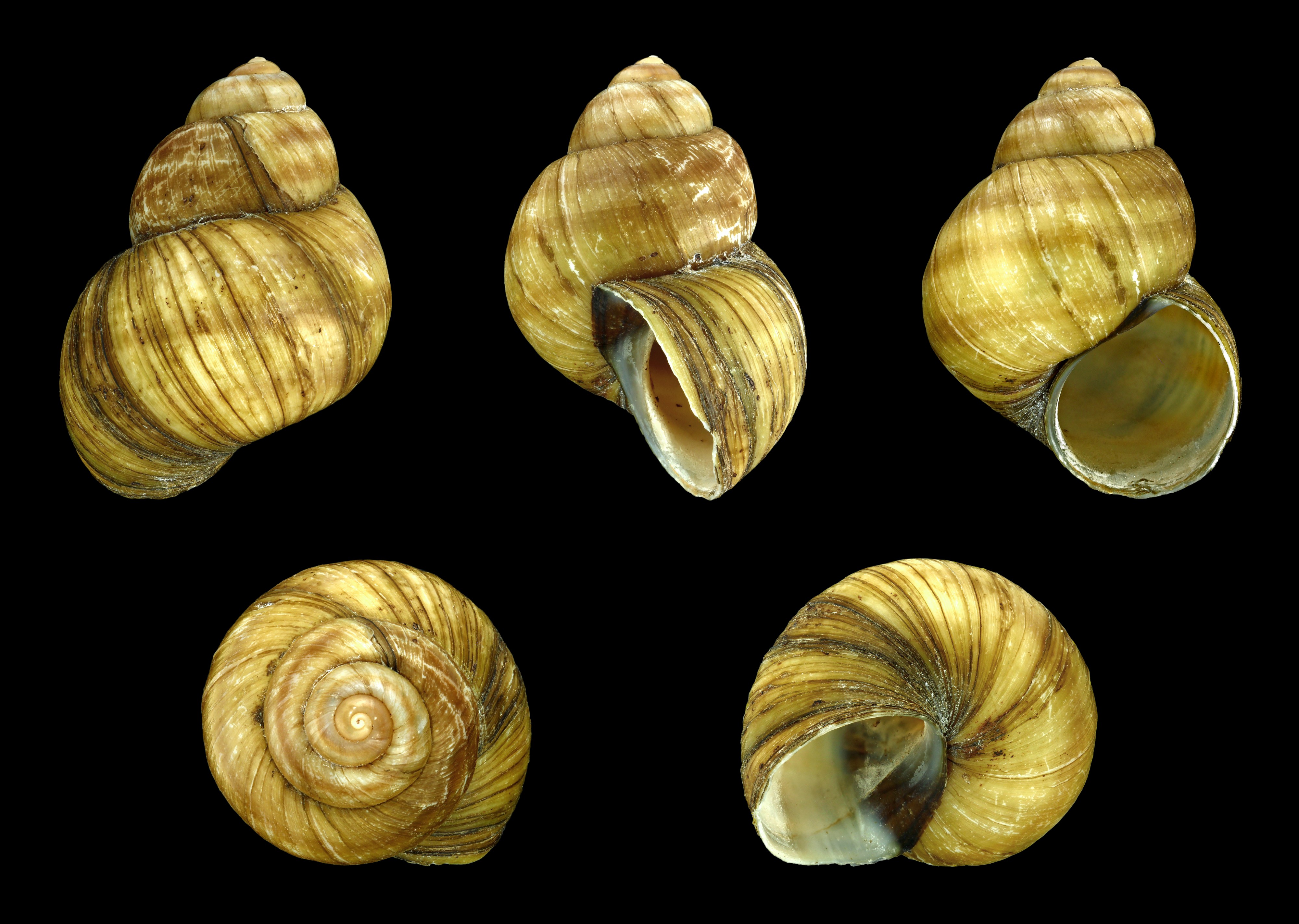 Viviparus viviparus 01