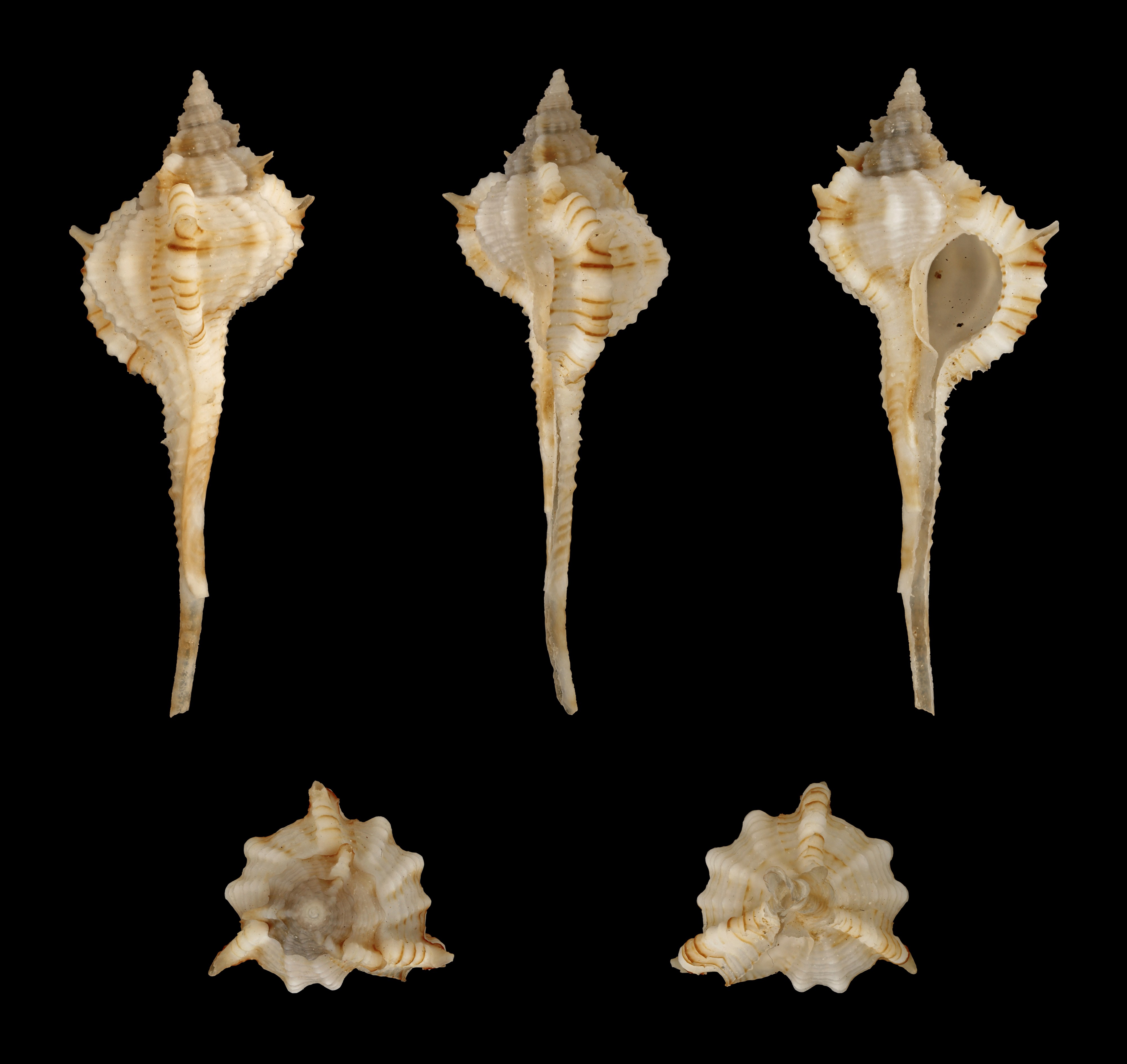 Vokesimurex gallinago gallinago 01