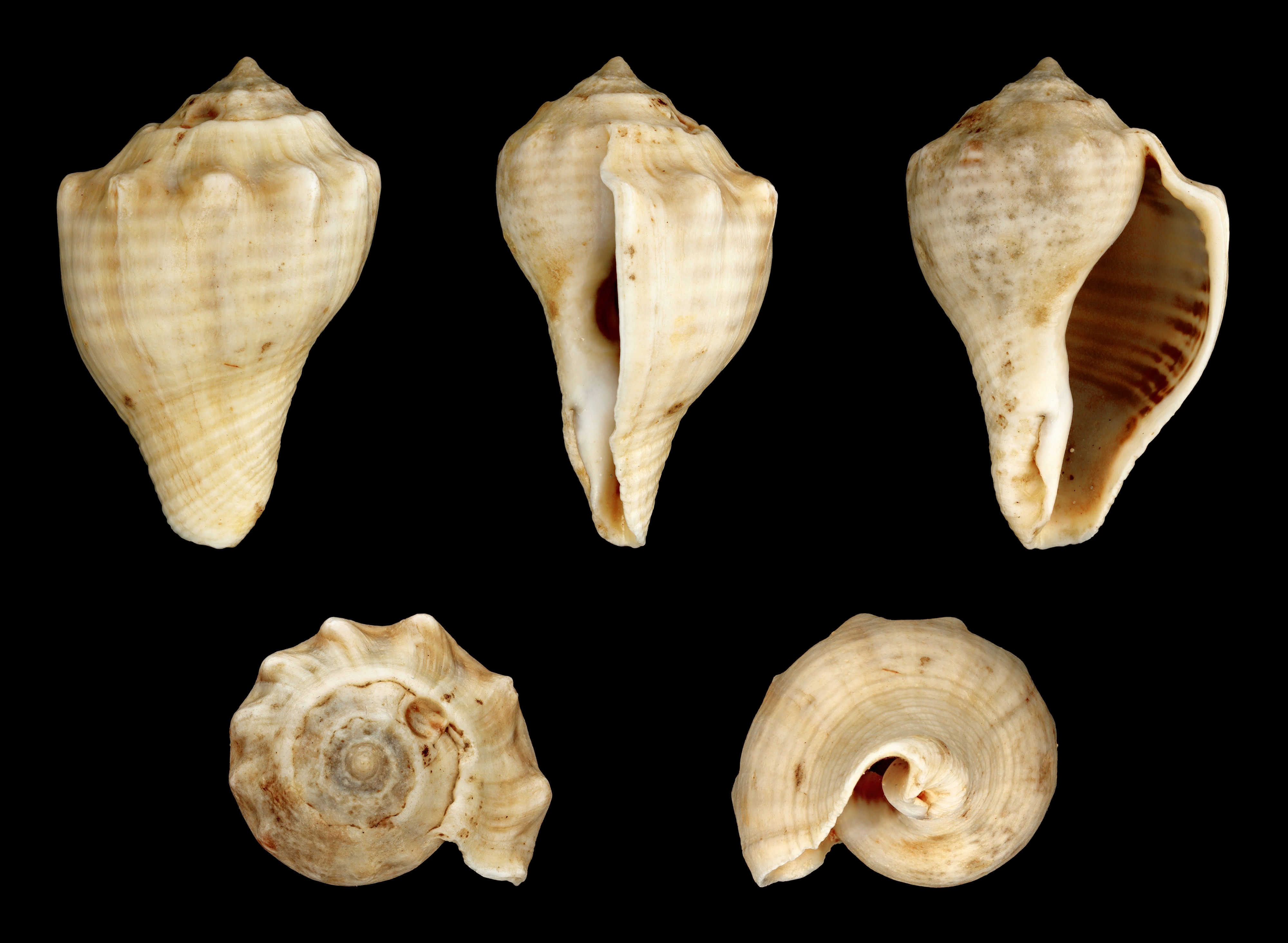Volema pyrum 01