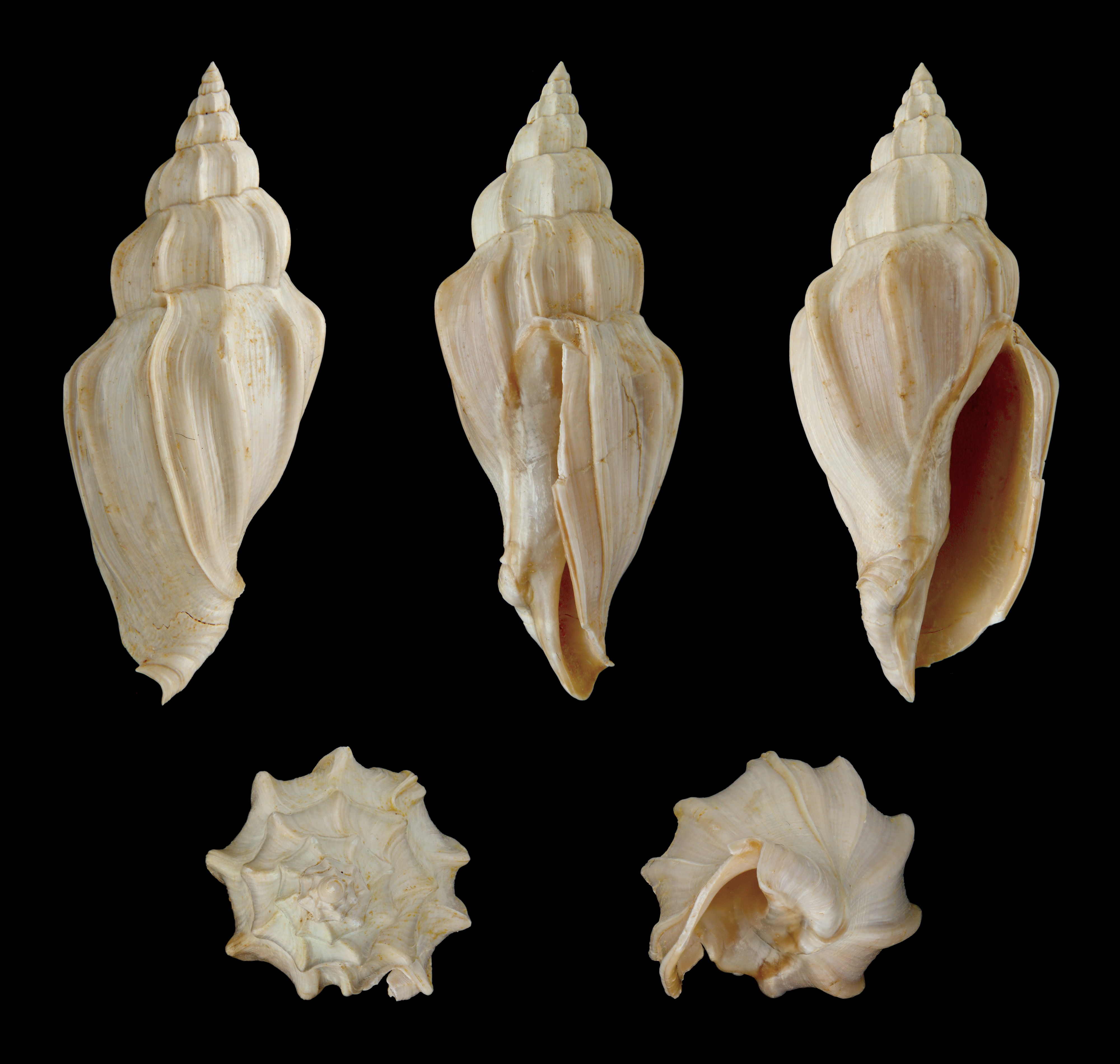 Volutilithes torulosus 01