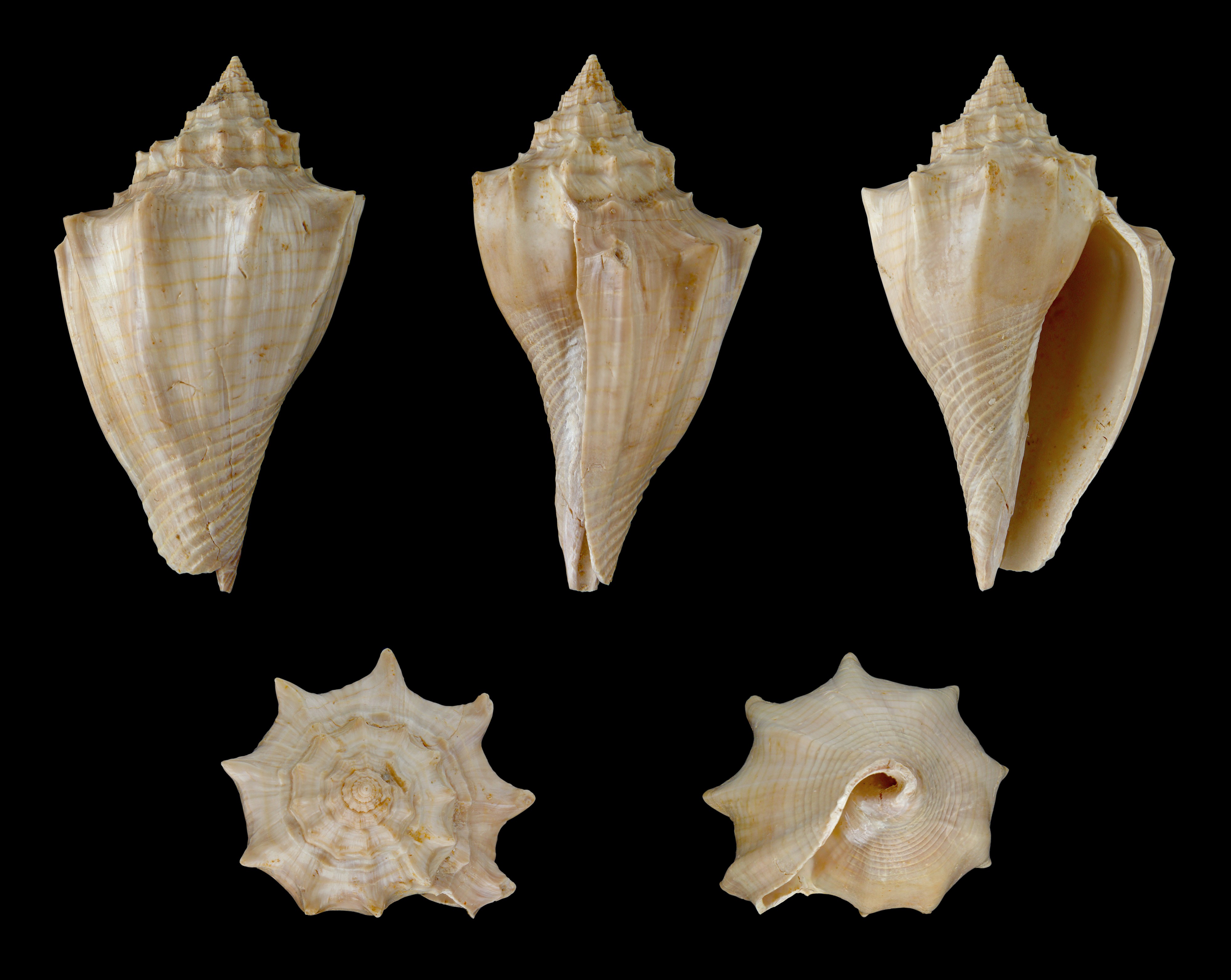 Volutospina spinosa 01