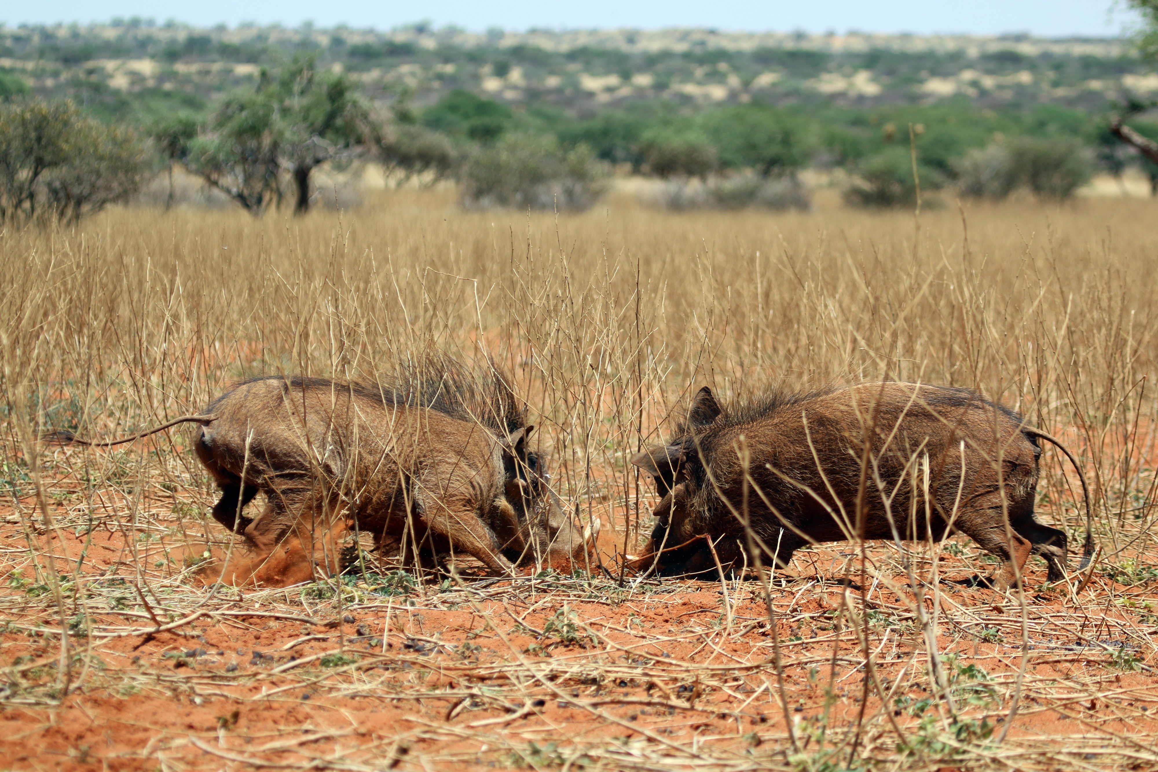 Warthogs (Phacochoerus africanus) young males fighting