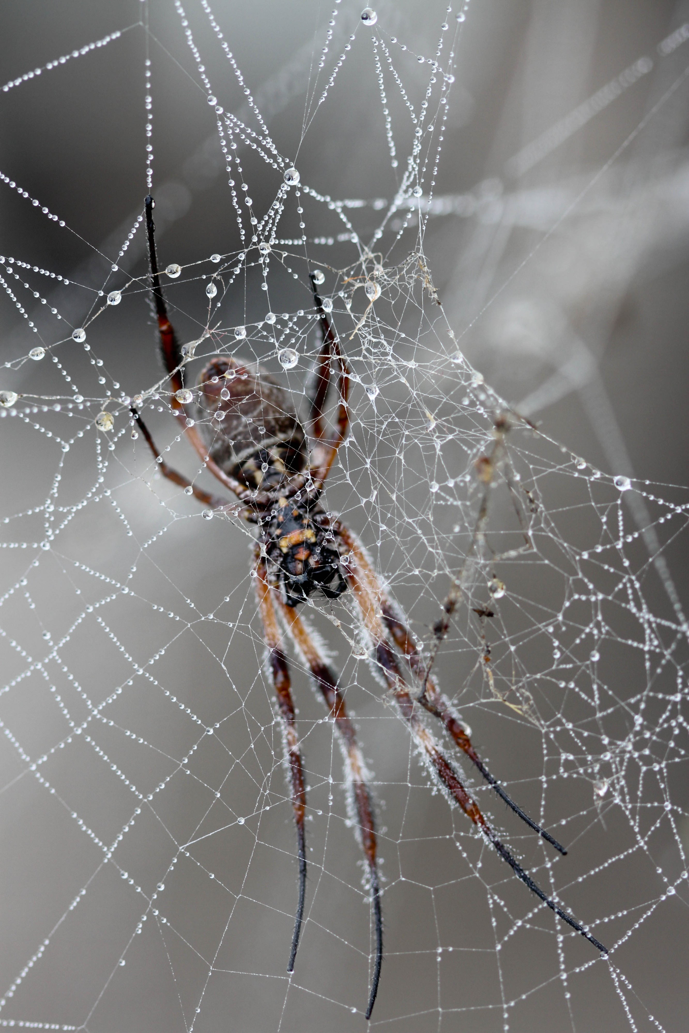 Web spider