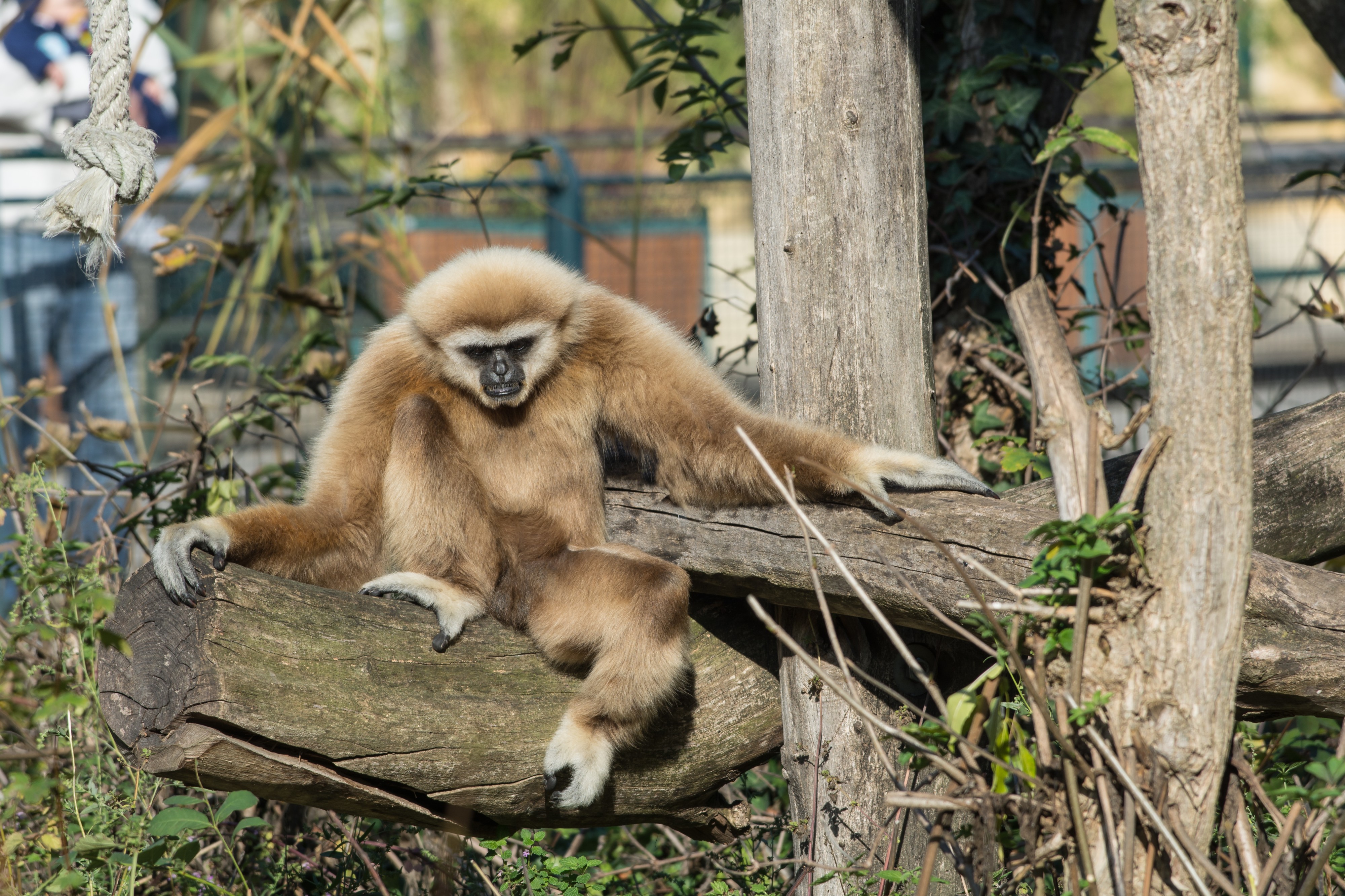 Weißhandgibbon Hylobates lar relaxed Wien Tiergarten Schönbrunn