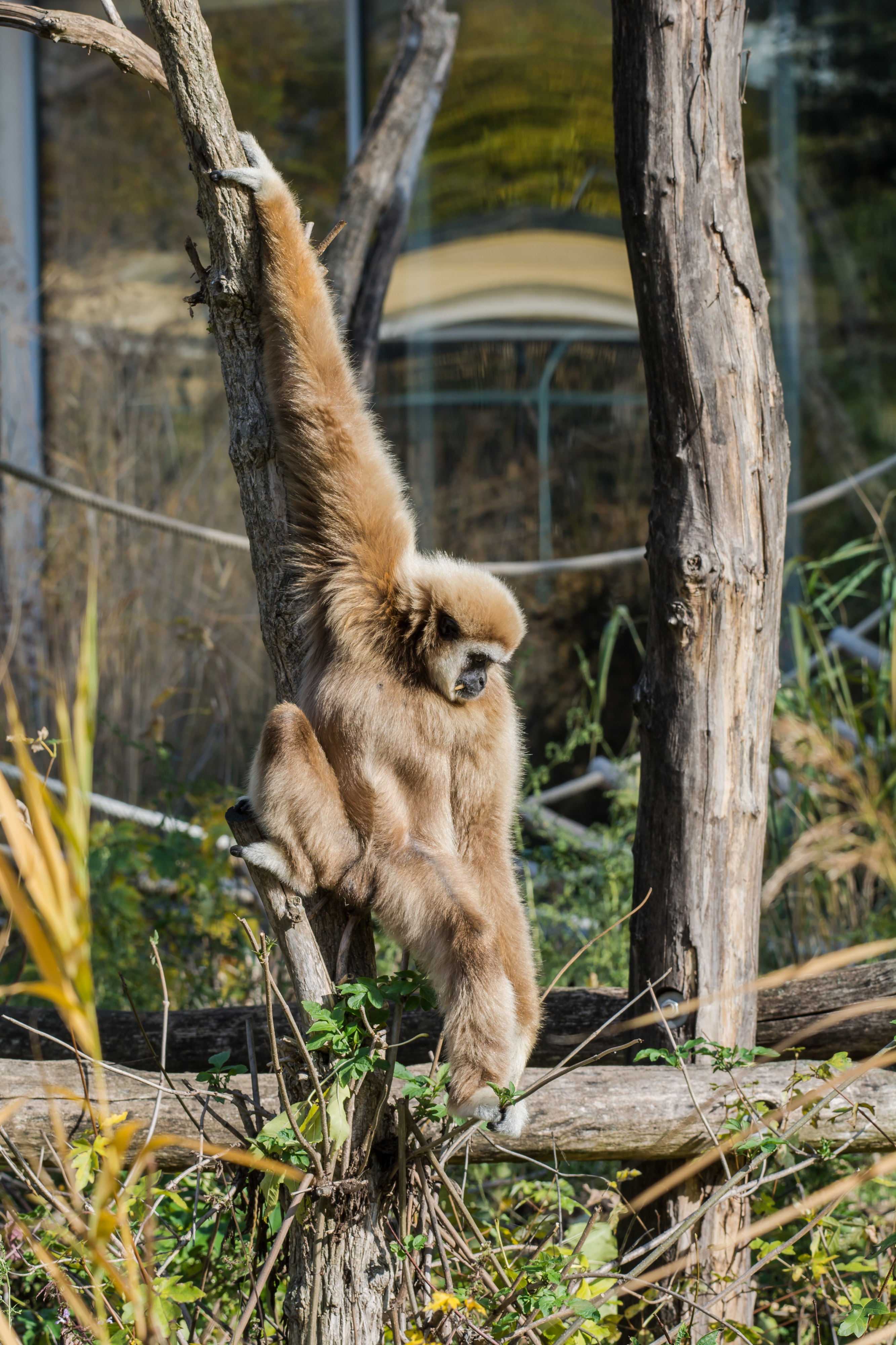 Weißhandgibbon Hylobates lar Wien Tiergarten Schönbrunn