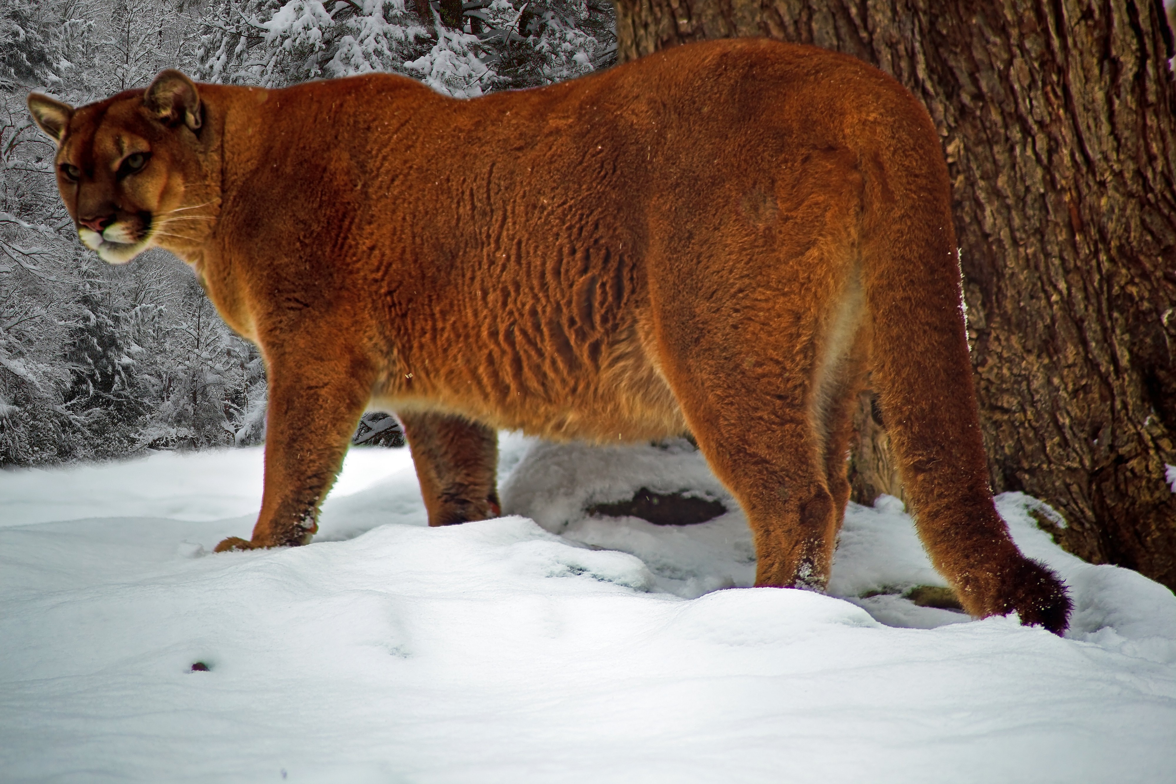 West-virginia-cougar-winter-snow1 - West Virginia - ForestWander