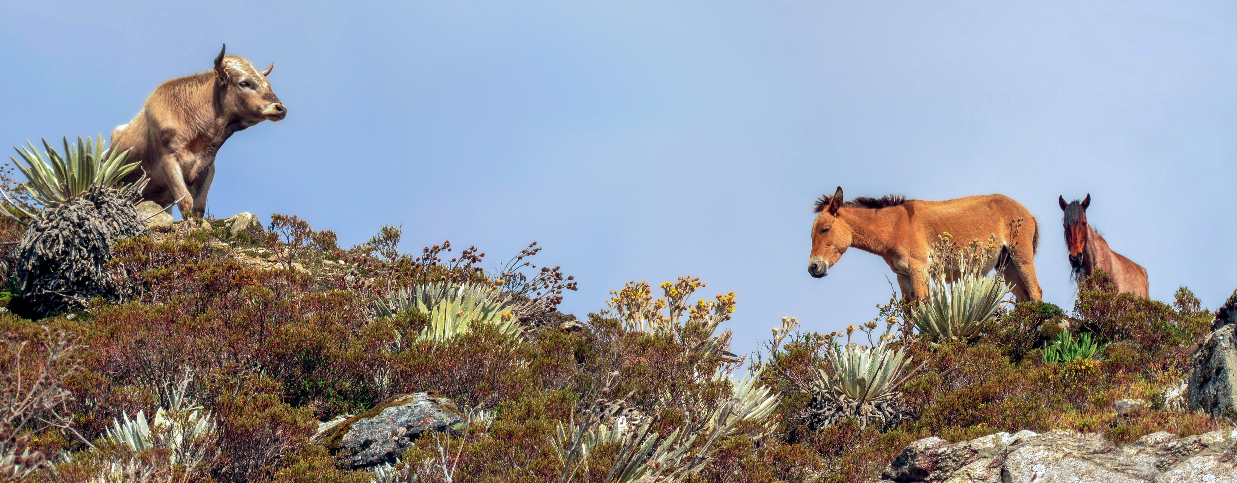 Wild animals in Sierra Nevada