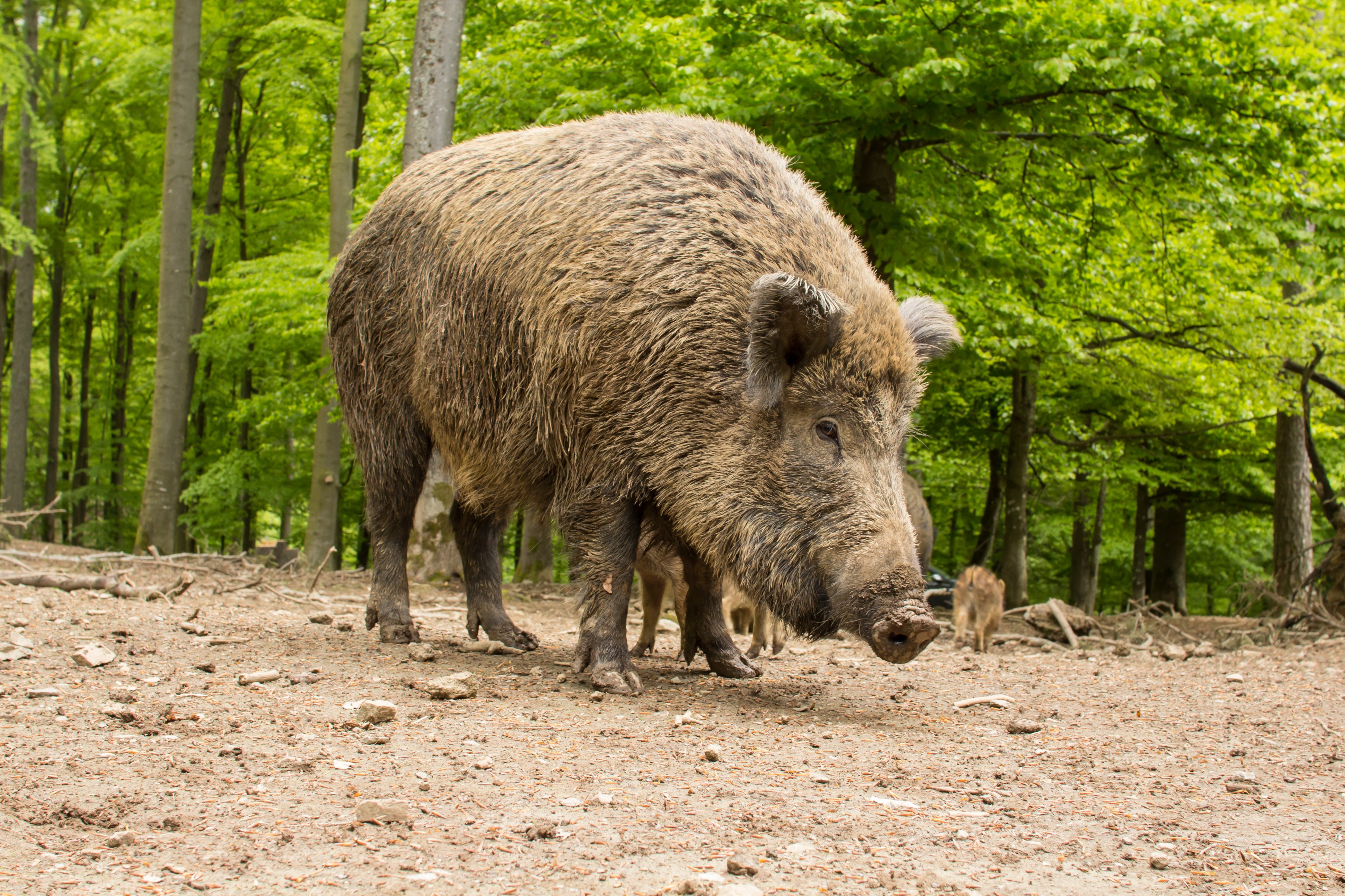 Wildsau im wilderlebnispark daun