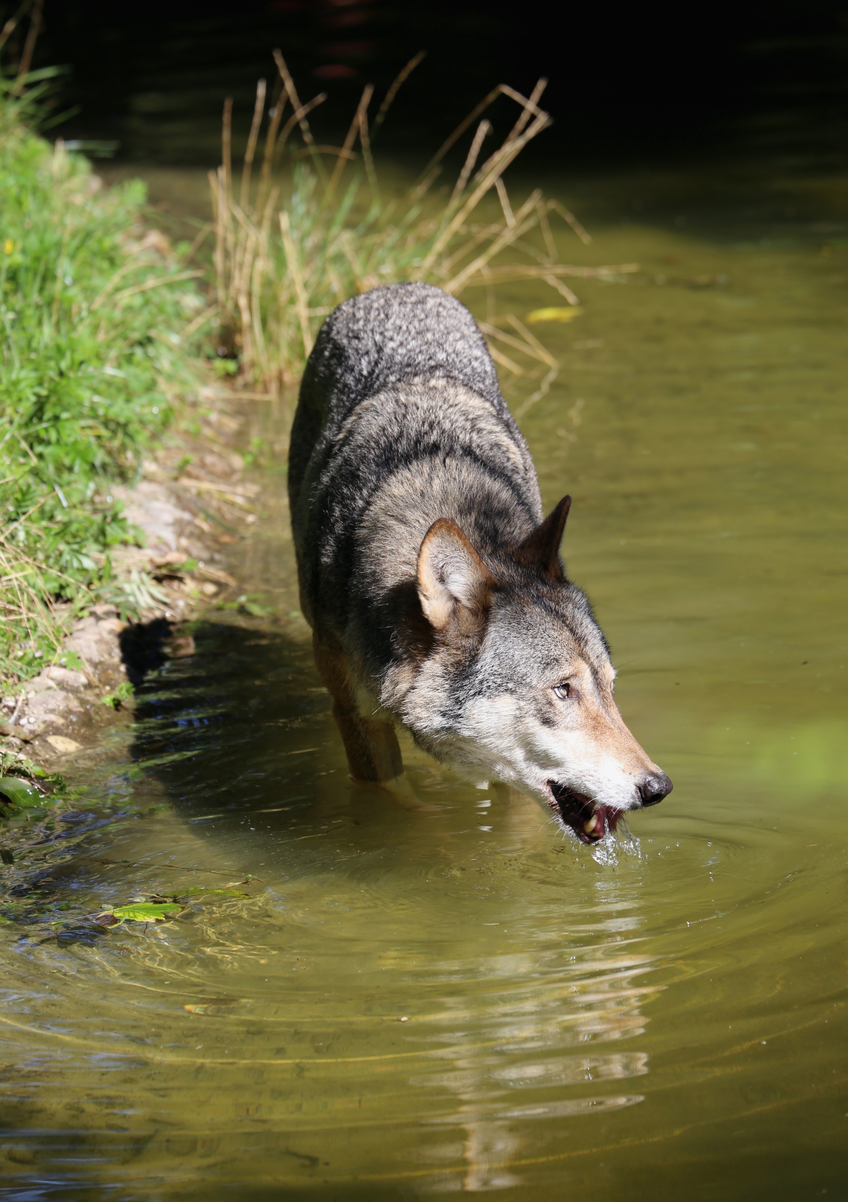 Wolf Canis lupus lupus Tierpark Hellabrunn-5