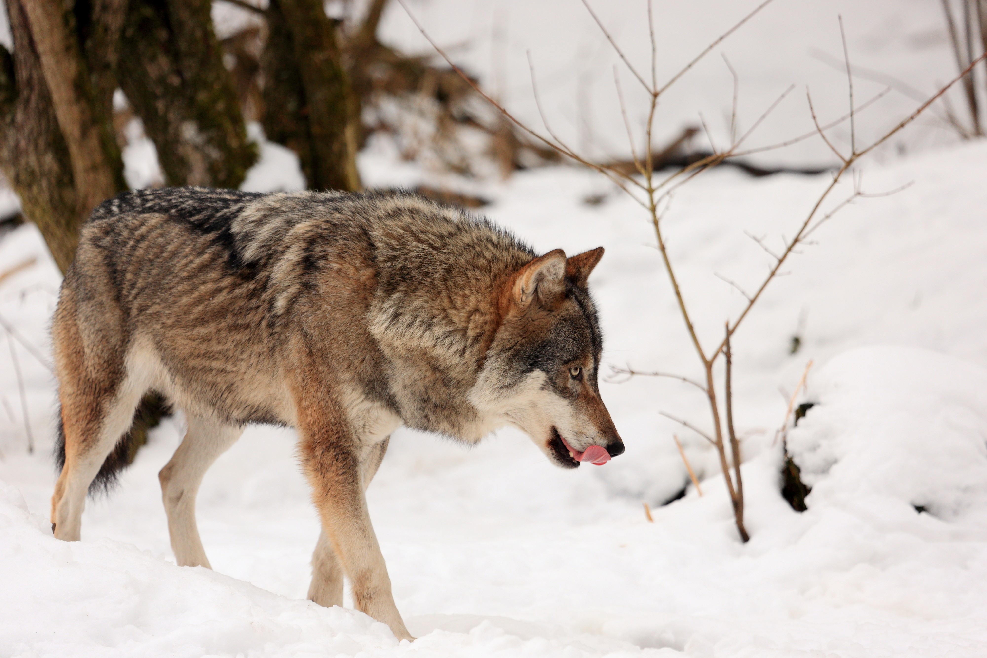 Wolf in snow at Munich zoo