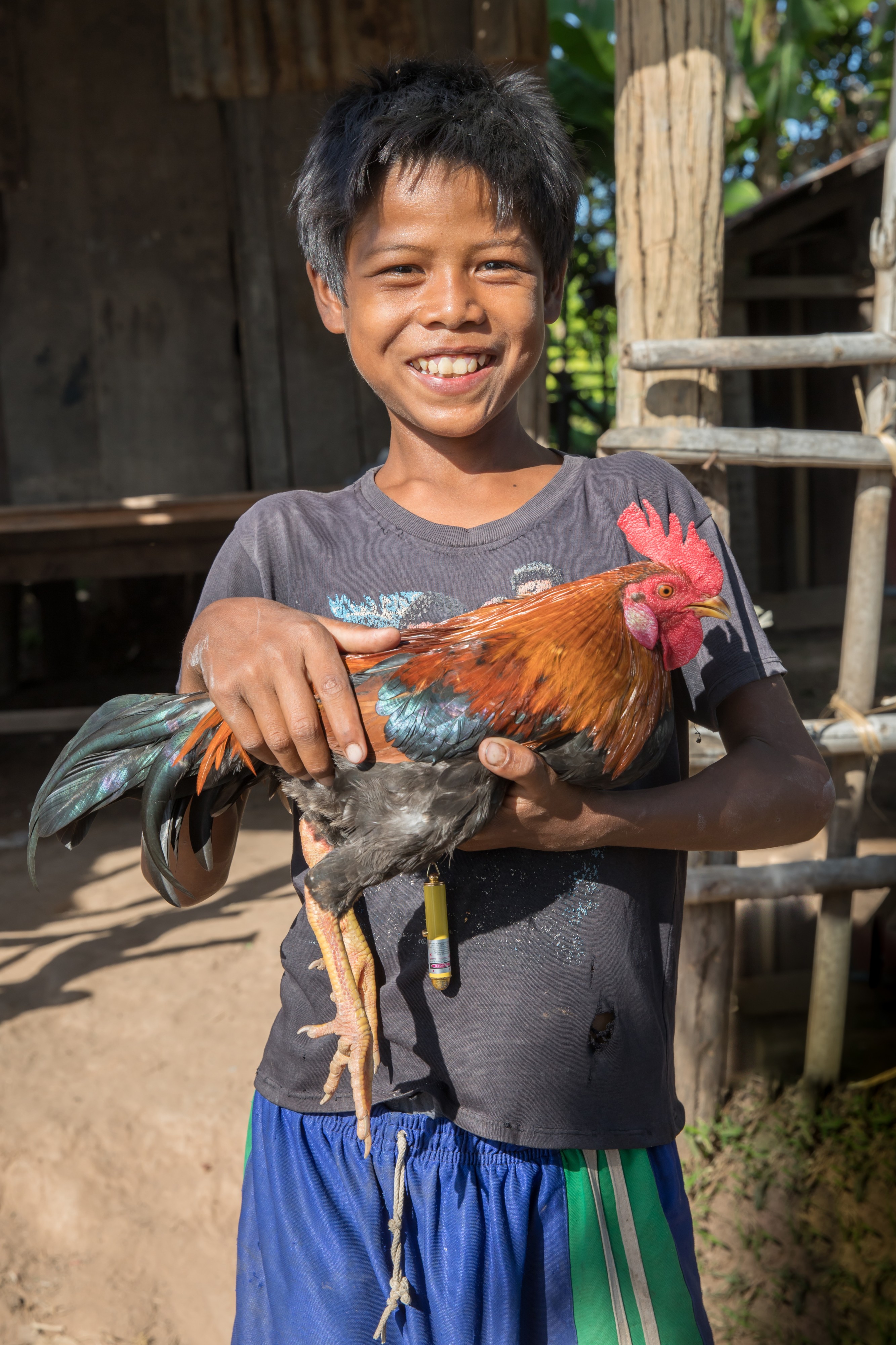 Young boy smiling, holding a fighting rooster in Laos