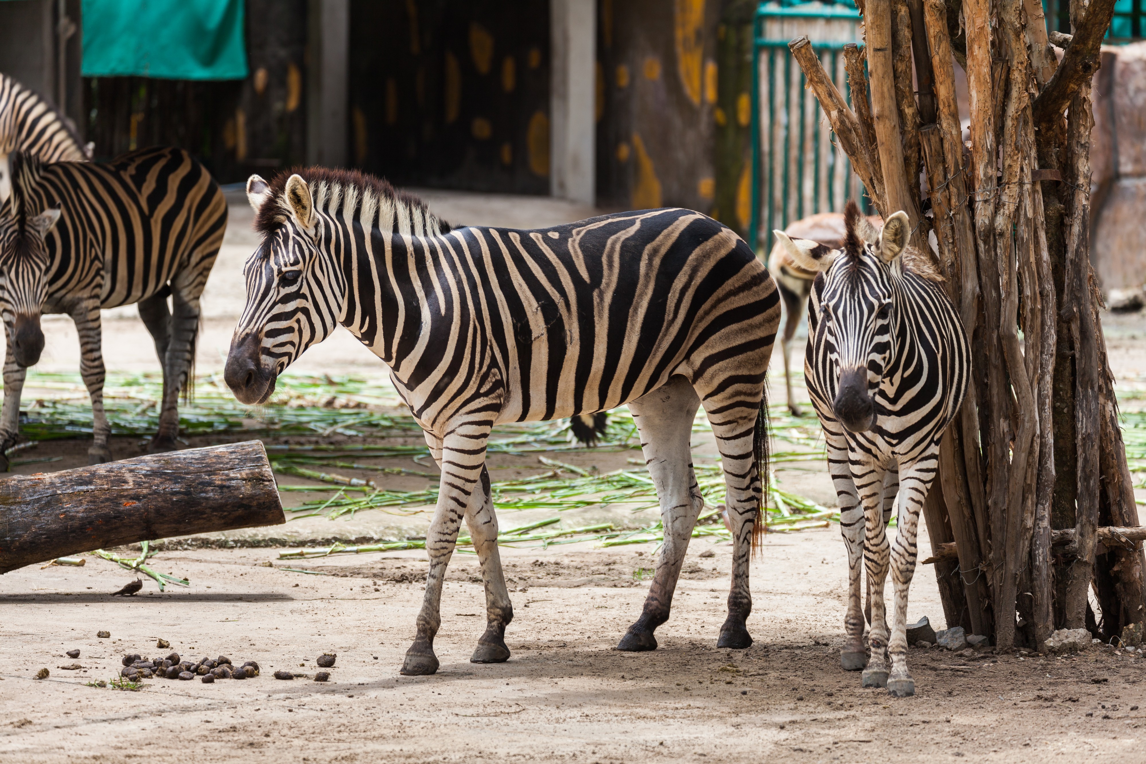 Zebra (Equus quagga burchellii), Zoo de Ciudad Ho Chi Minh, Vietnam, 2013-08-14, DD 01