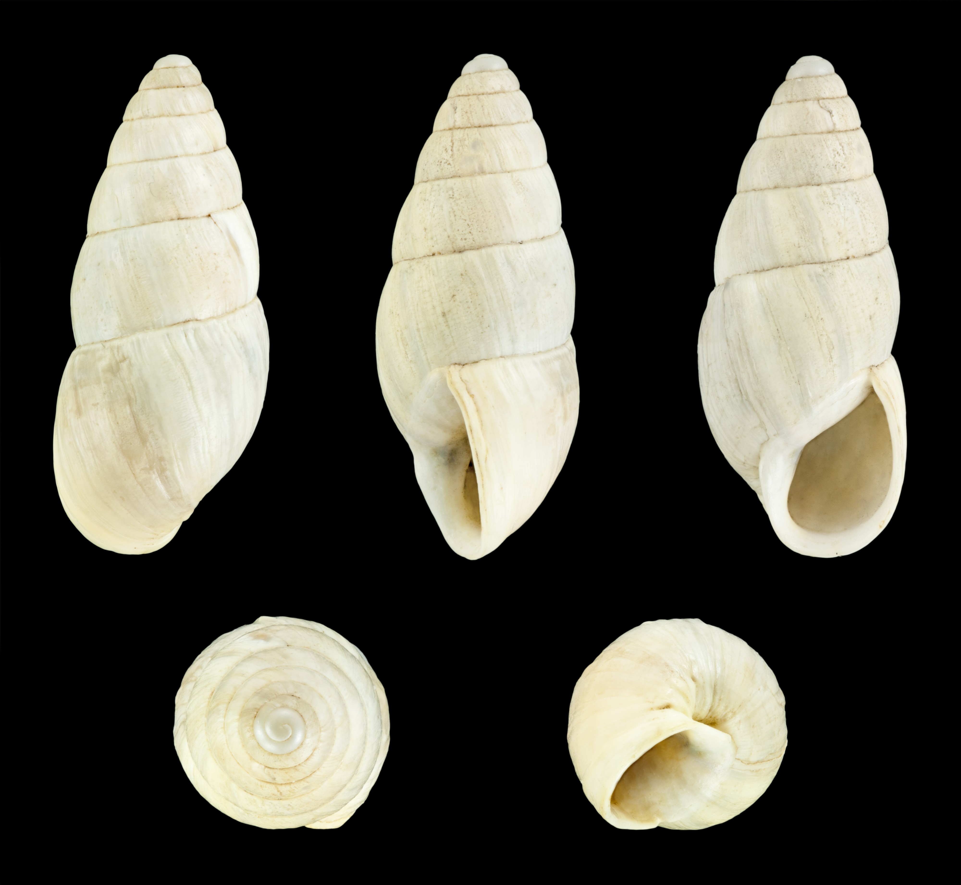 Zebrina detrita 01