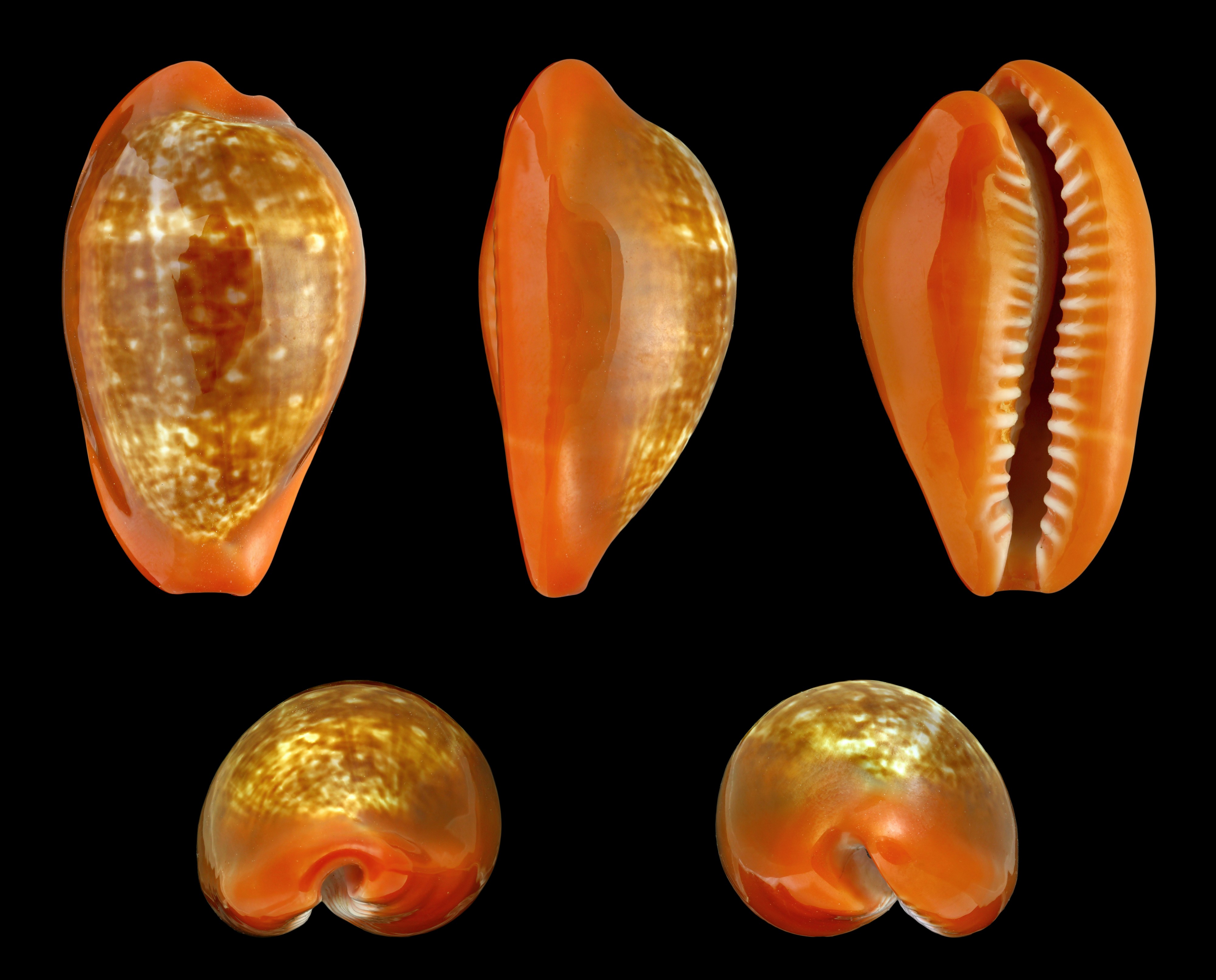 Zonaria pyrum pyrum 01
