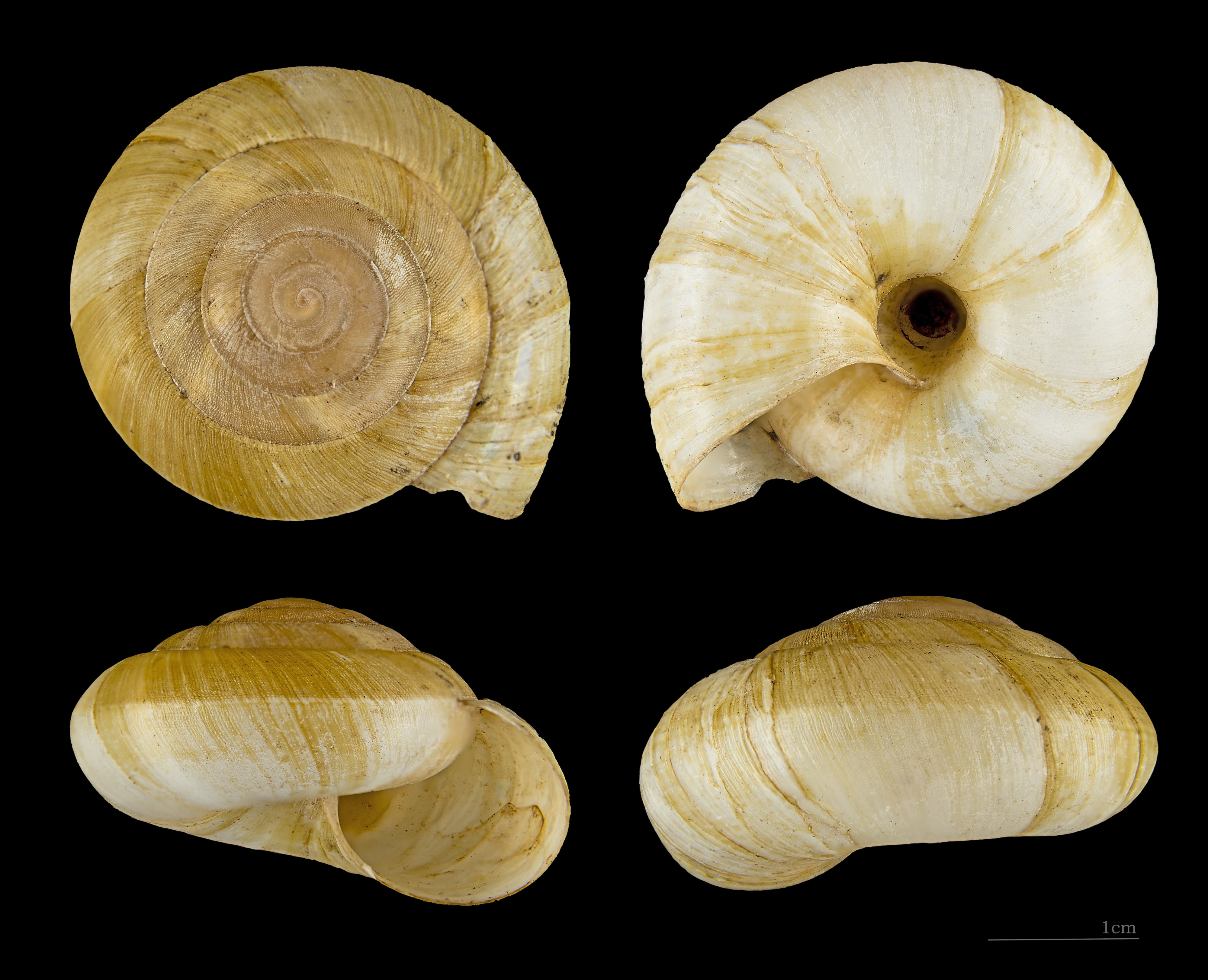 Zonites algirus MHNT.ZOO.2005.0.181