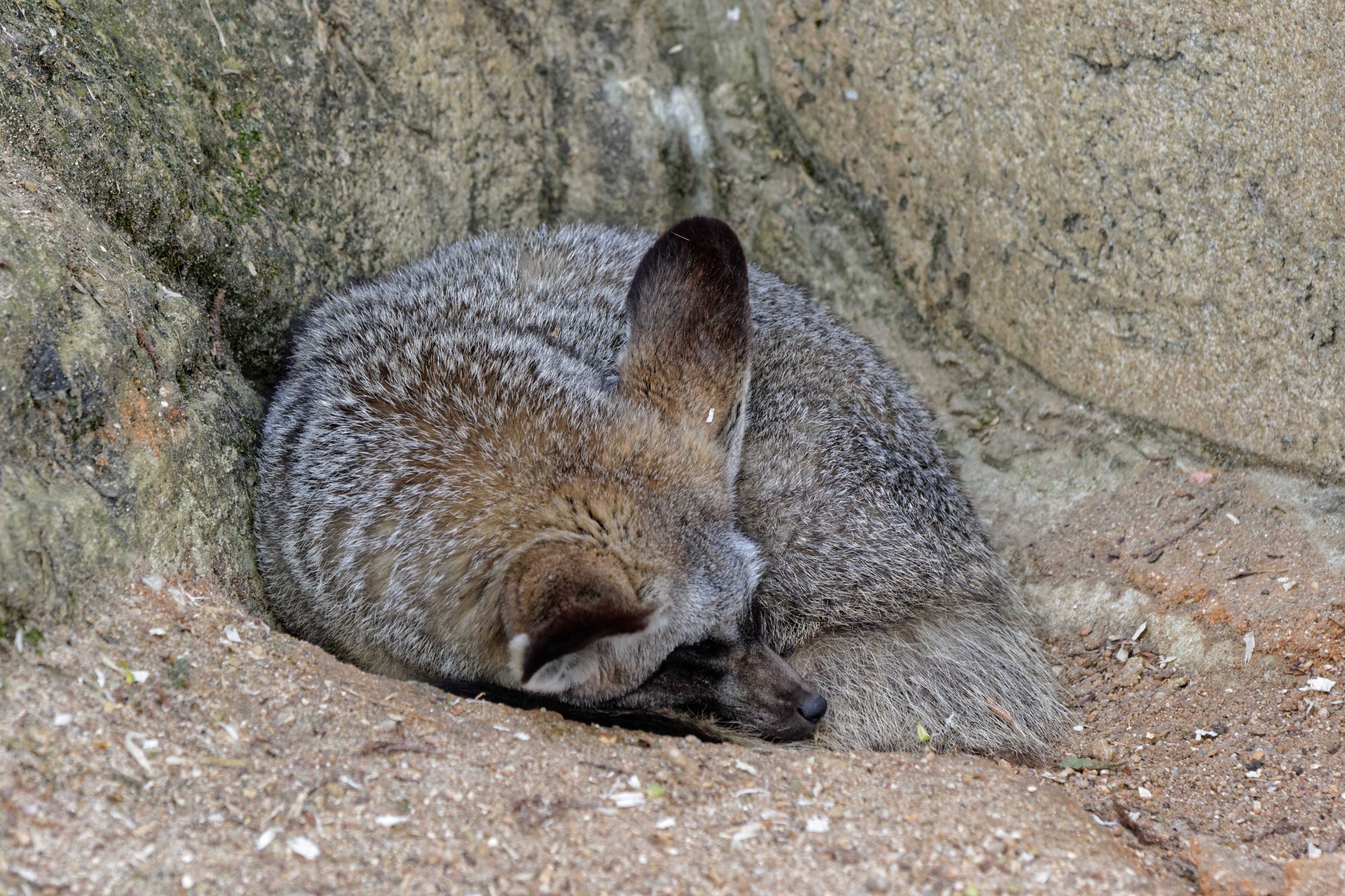 Zooparc de Beauval - Otocyon - 2016 - 001