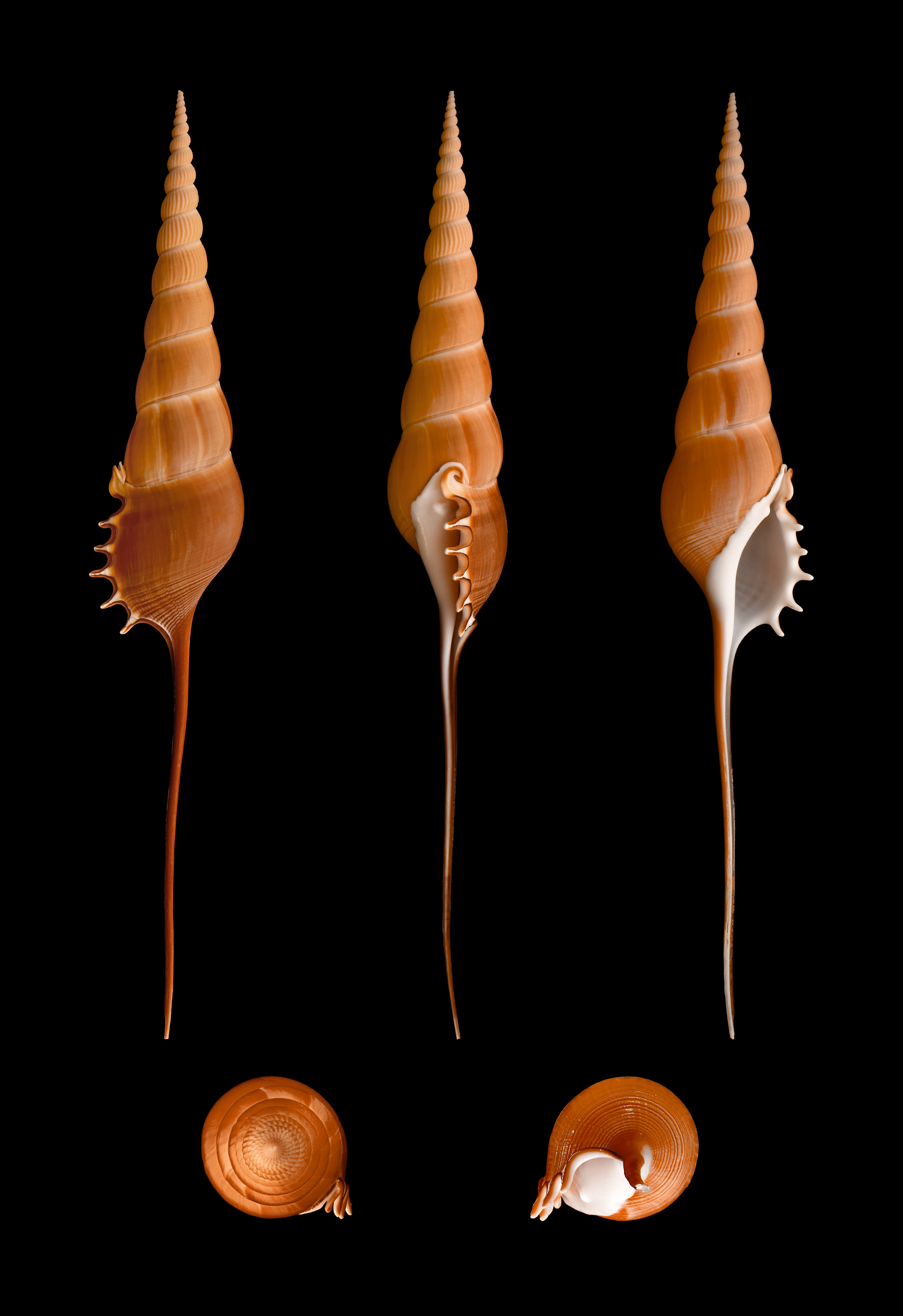 Tibia fusus 02