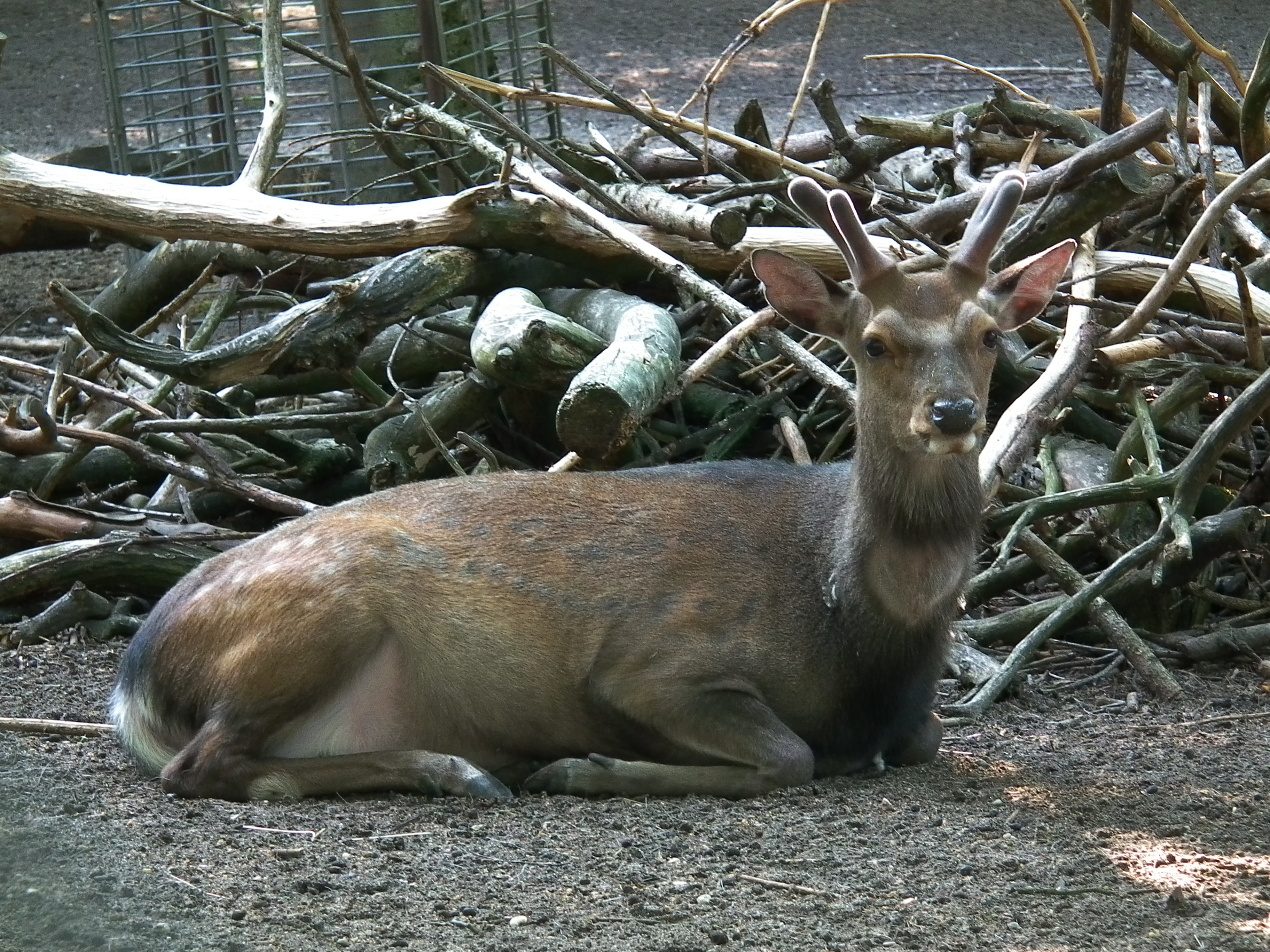 Tierpark Walldorf Liegender Sikahirsch