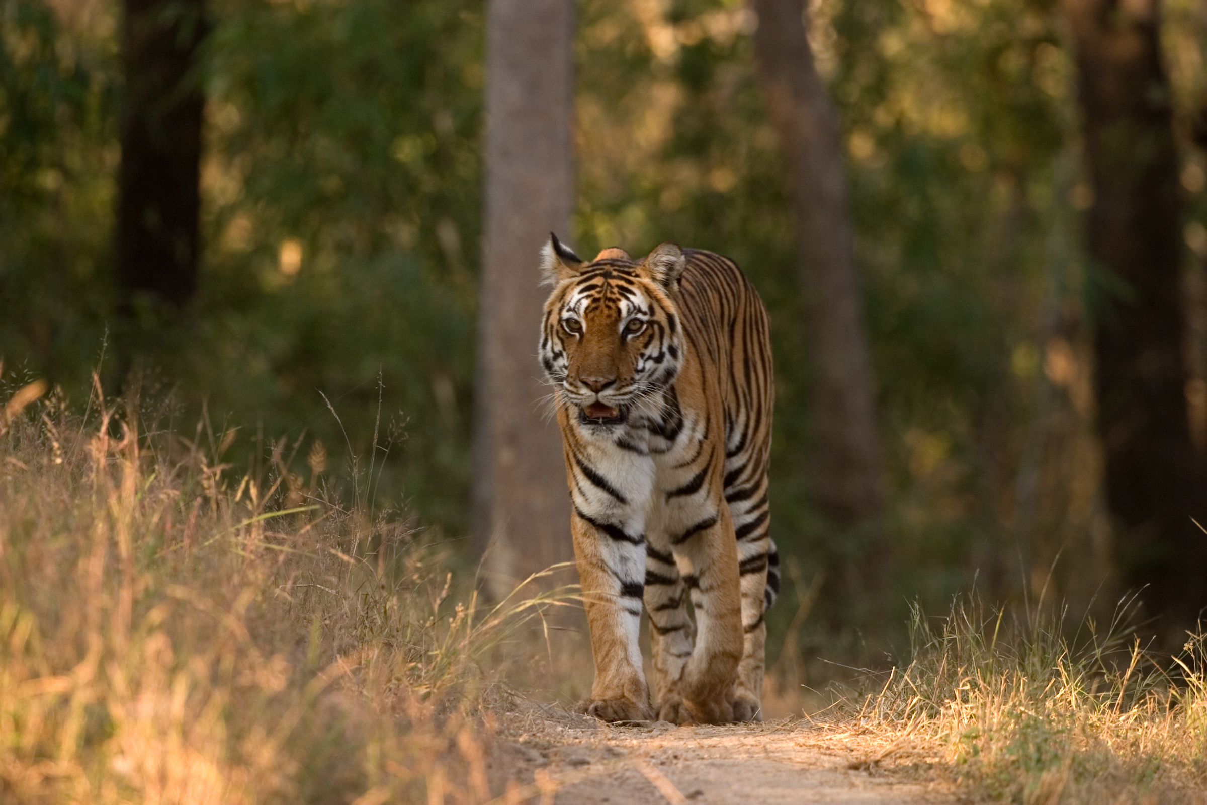 Tiger in Kanha national park