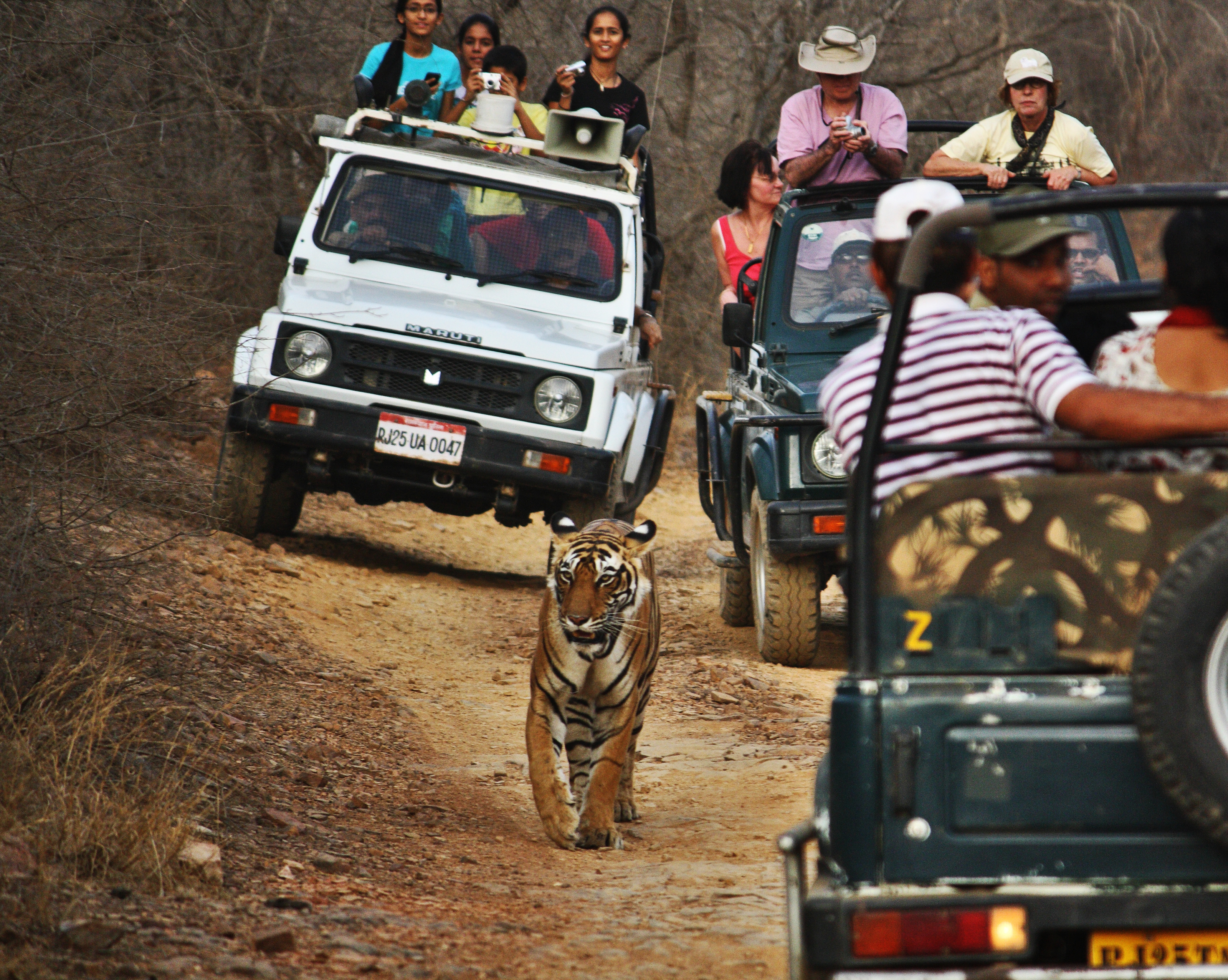 Tiger Safari
