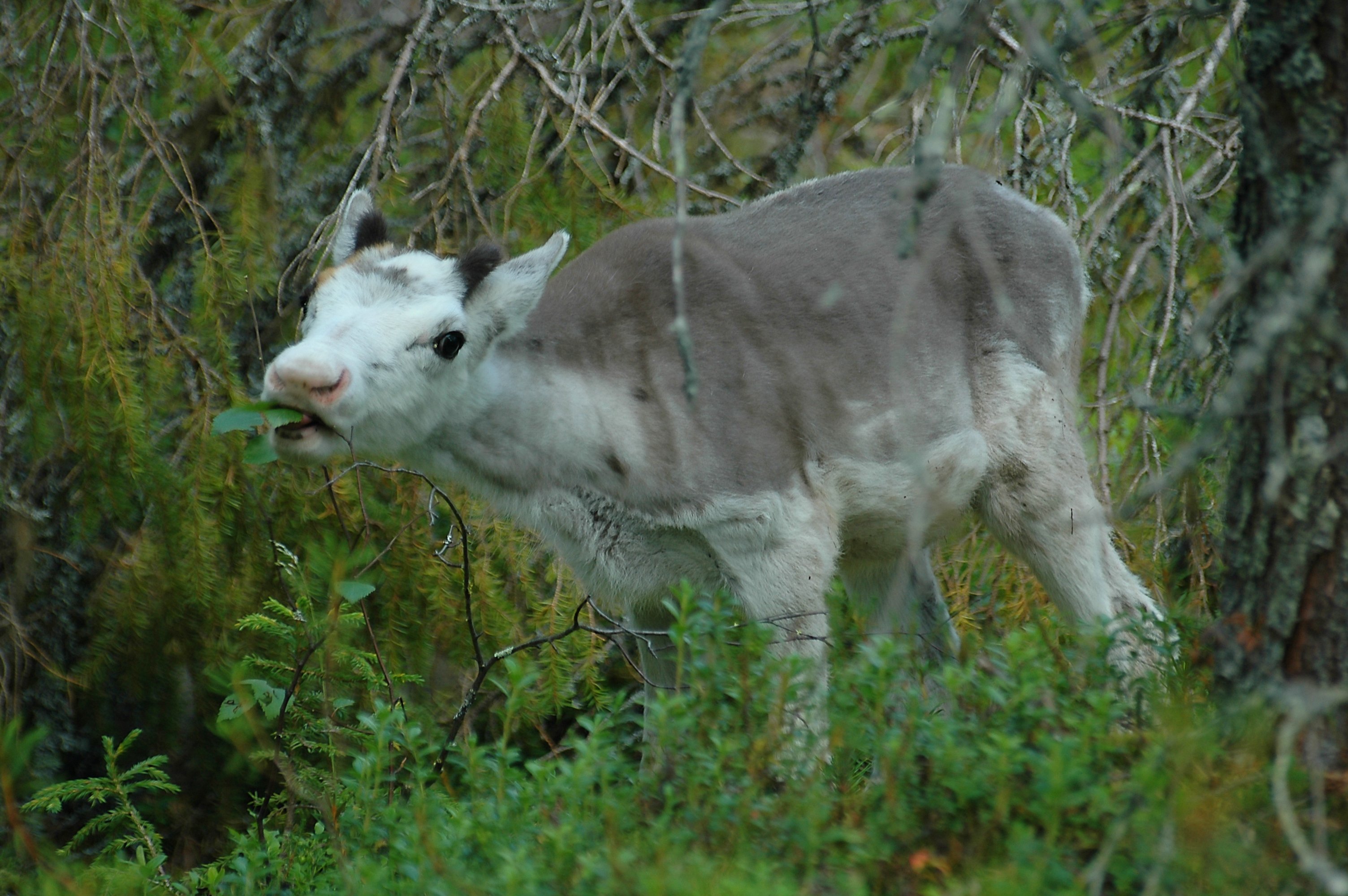 TinyReindeer
