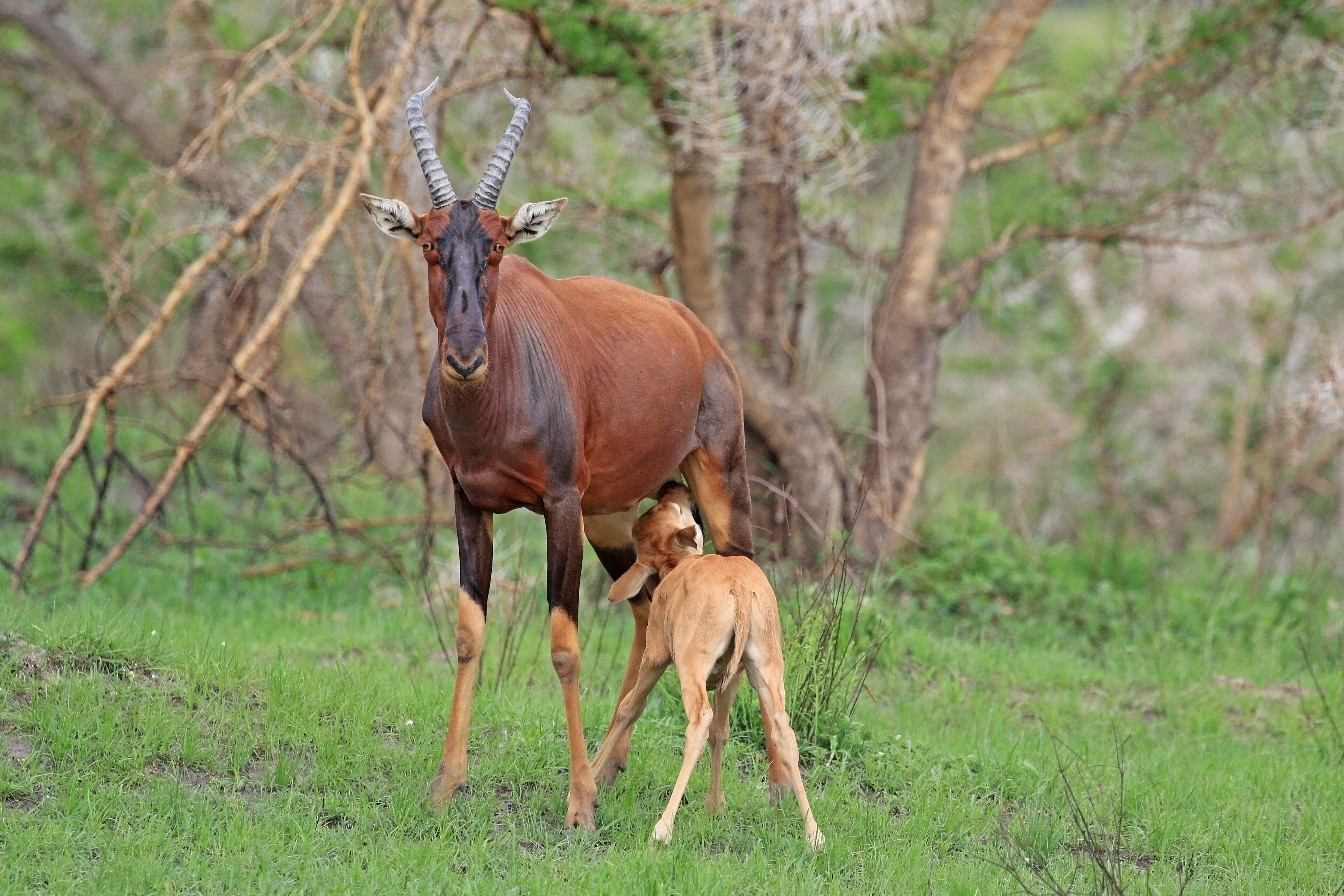 Topi (Damaliscus lunatus jimela) calf suckling