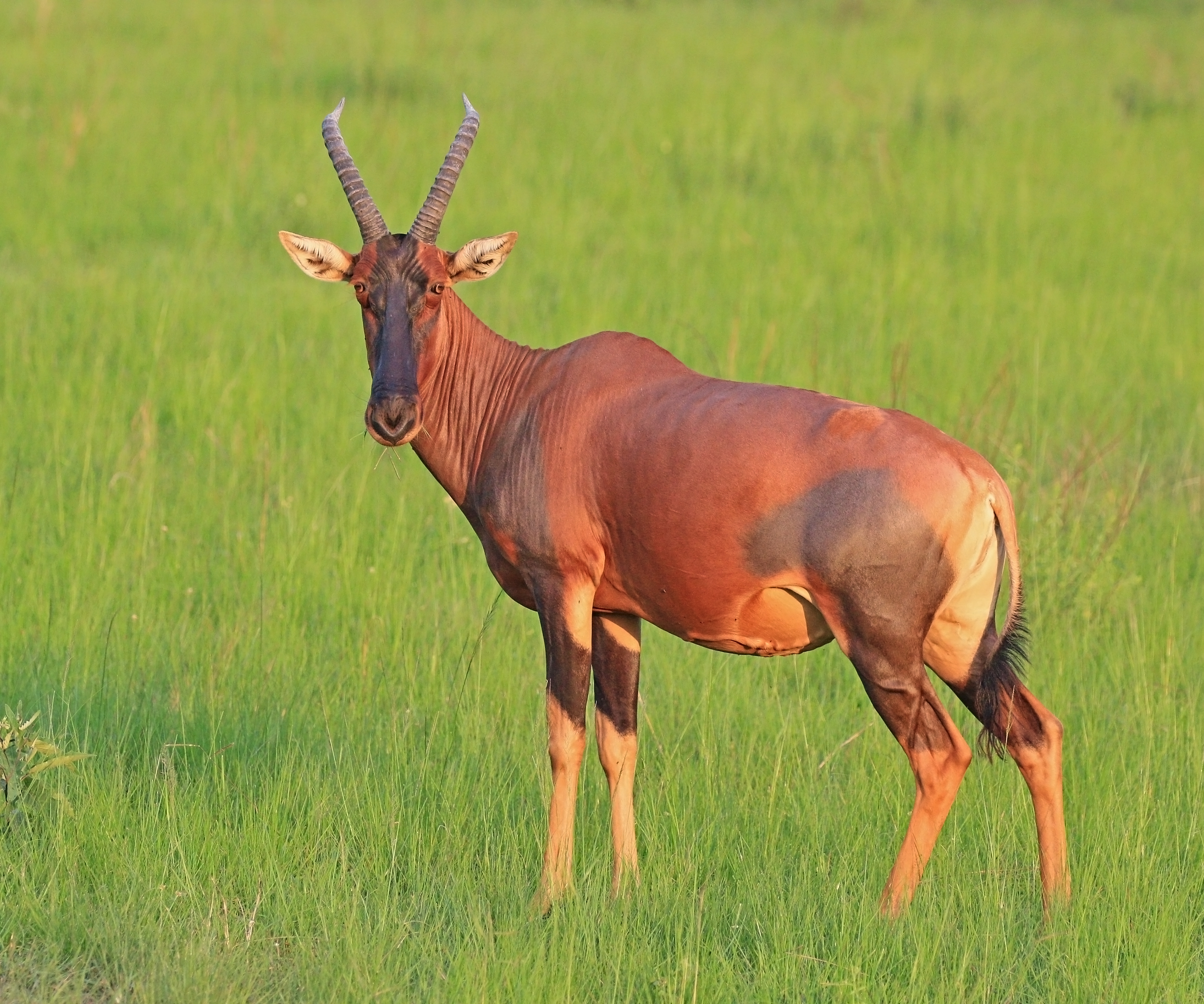 Topi (Damaliscus lunatus topi) female