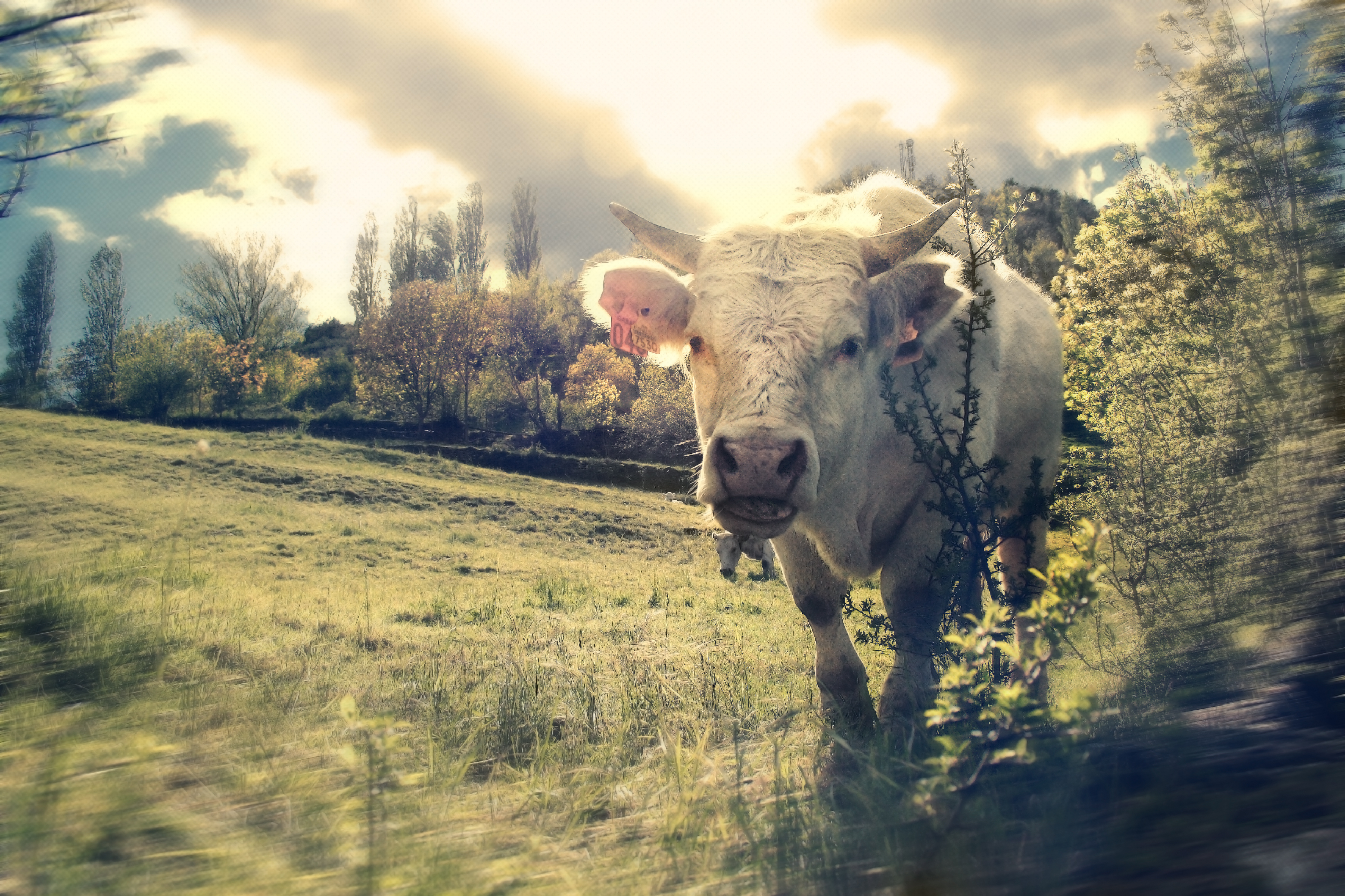 Toro blanco (8205742245)