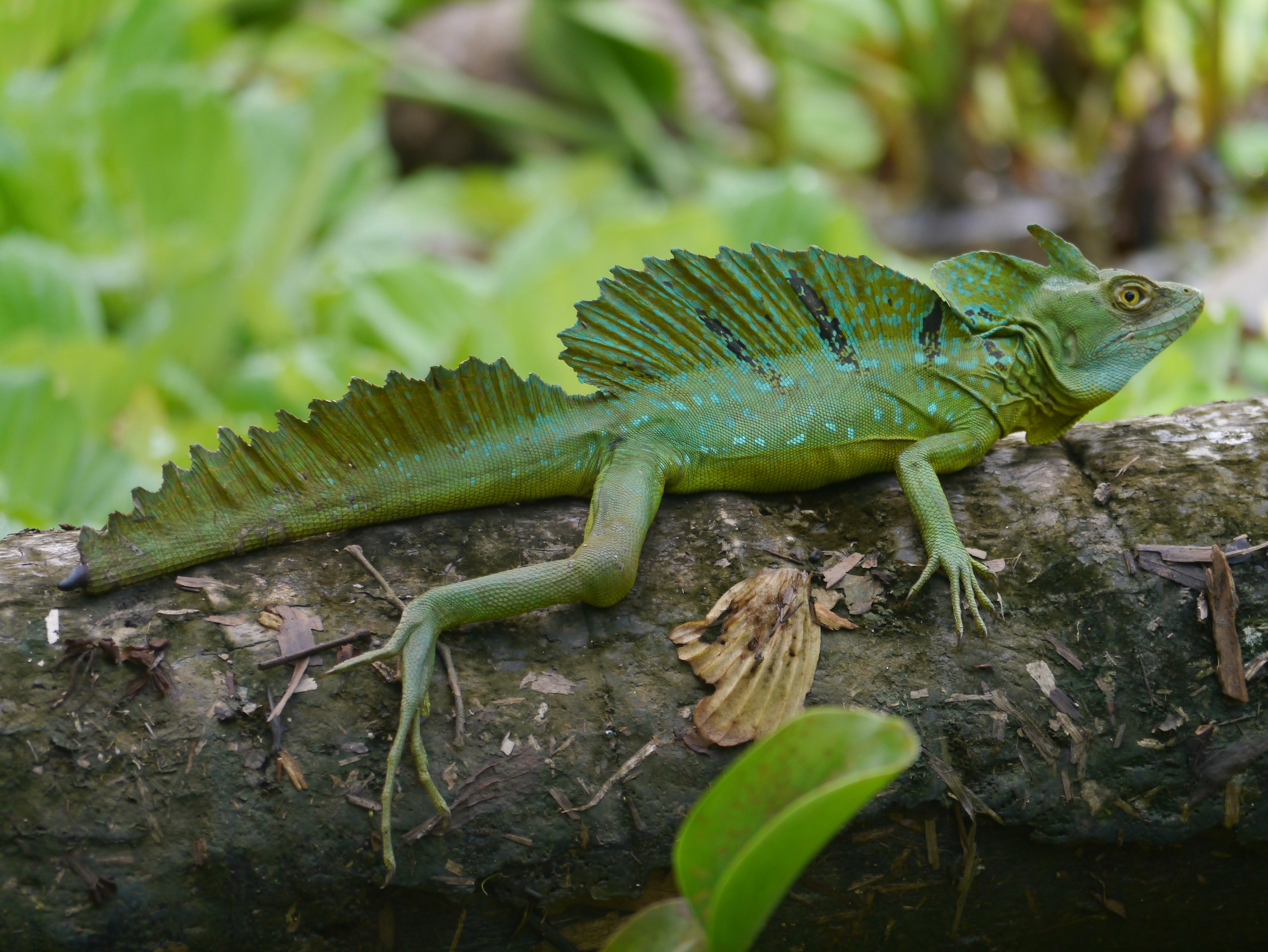 Tortuguero, Costa Rica (14231012814)