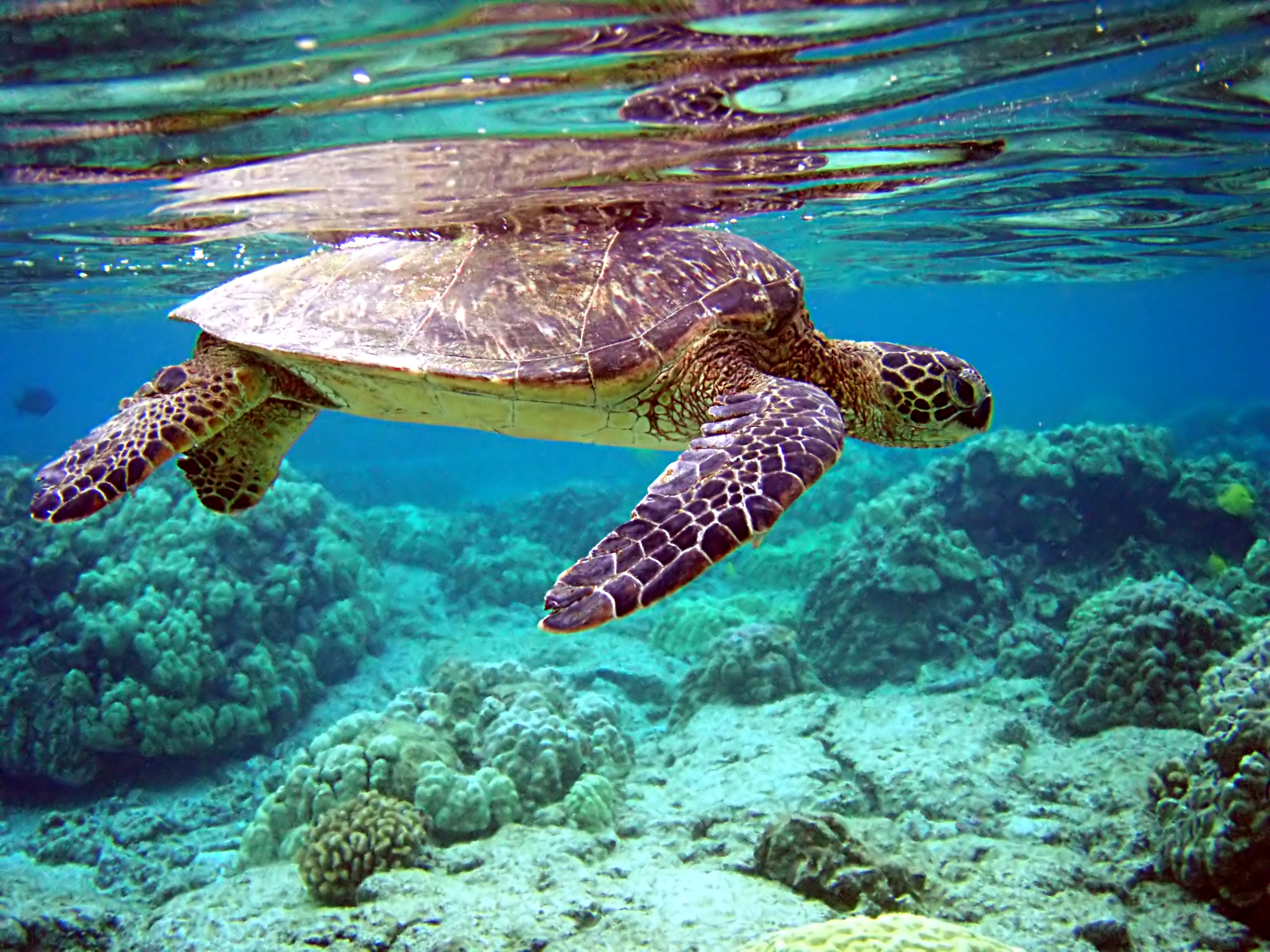 Total internal reflection of Chelonia mydas