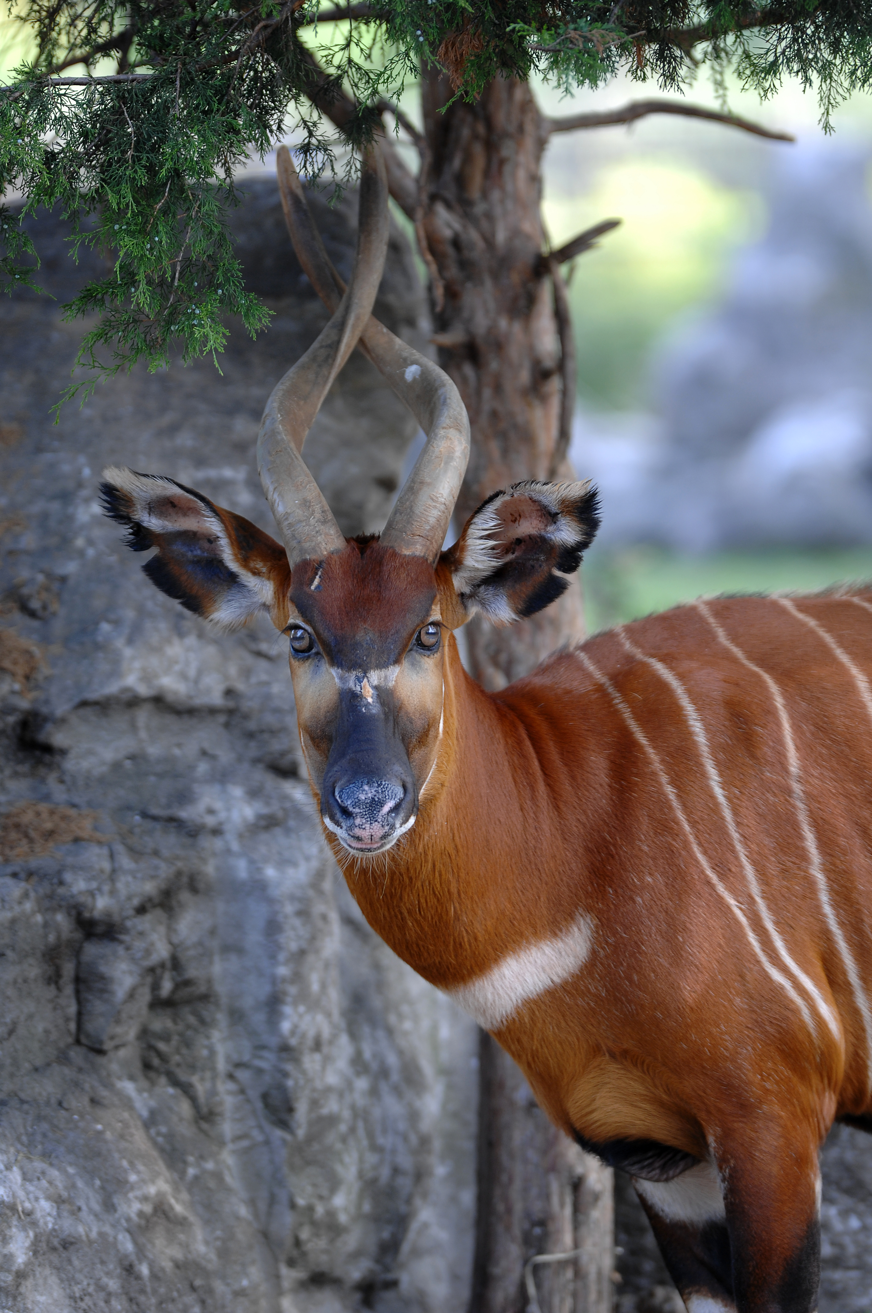 Tragelaphus eurycerus (Bongo)