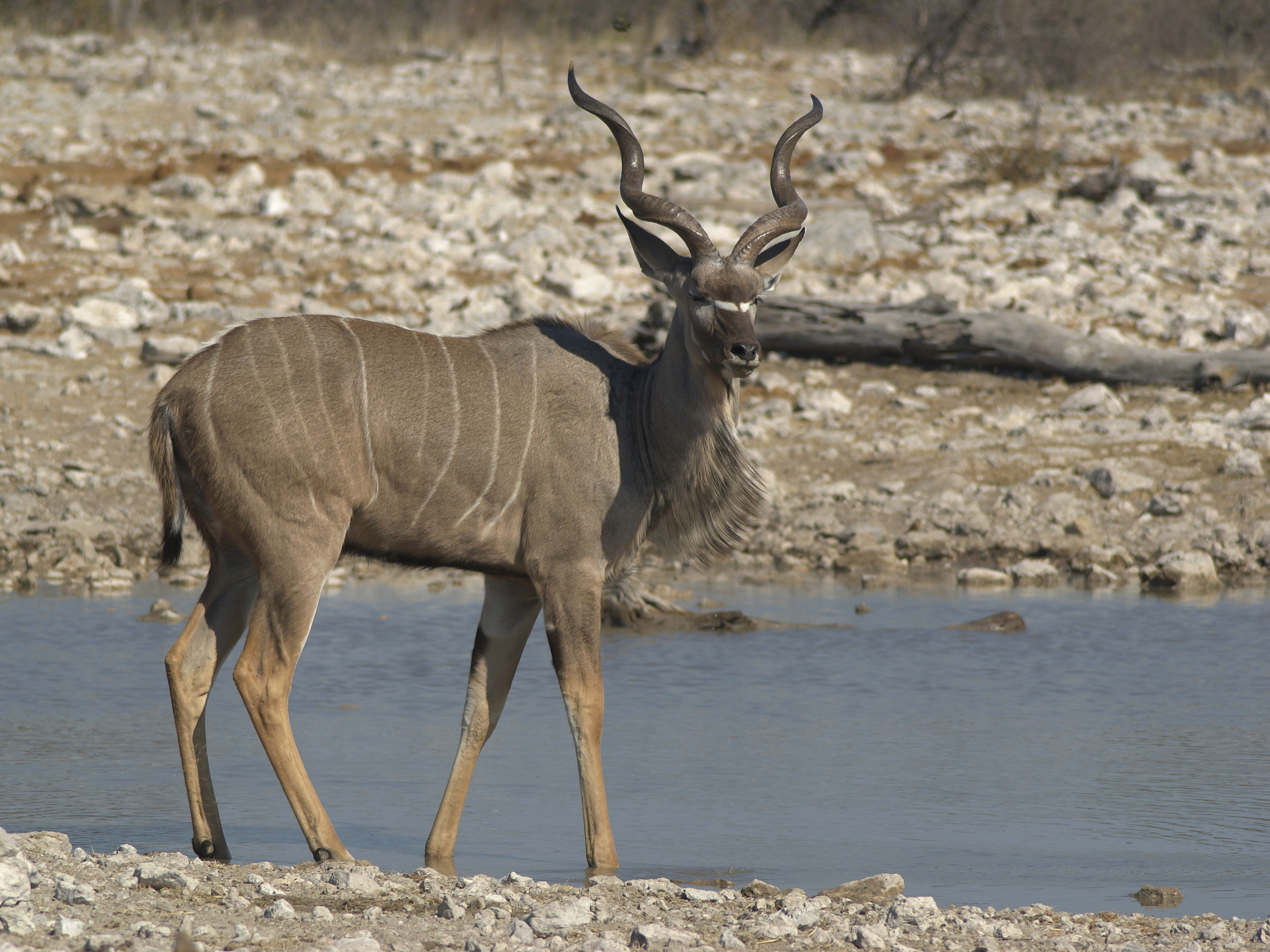 Tragelaphus strepsiceros
