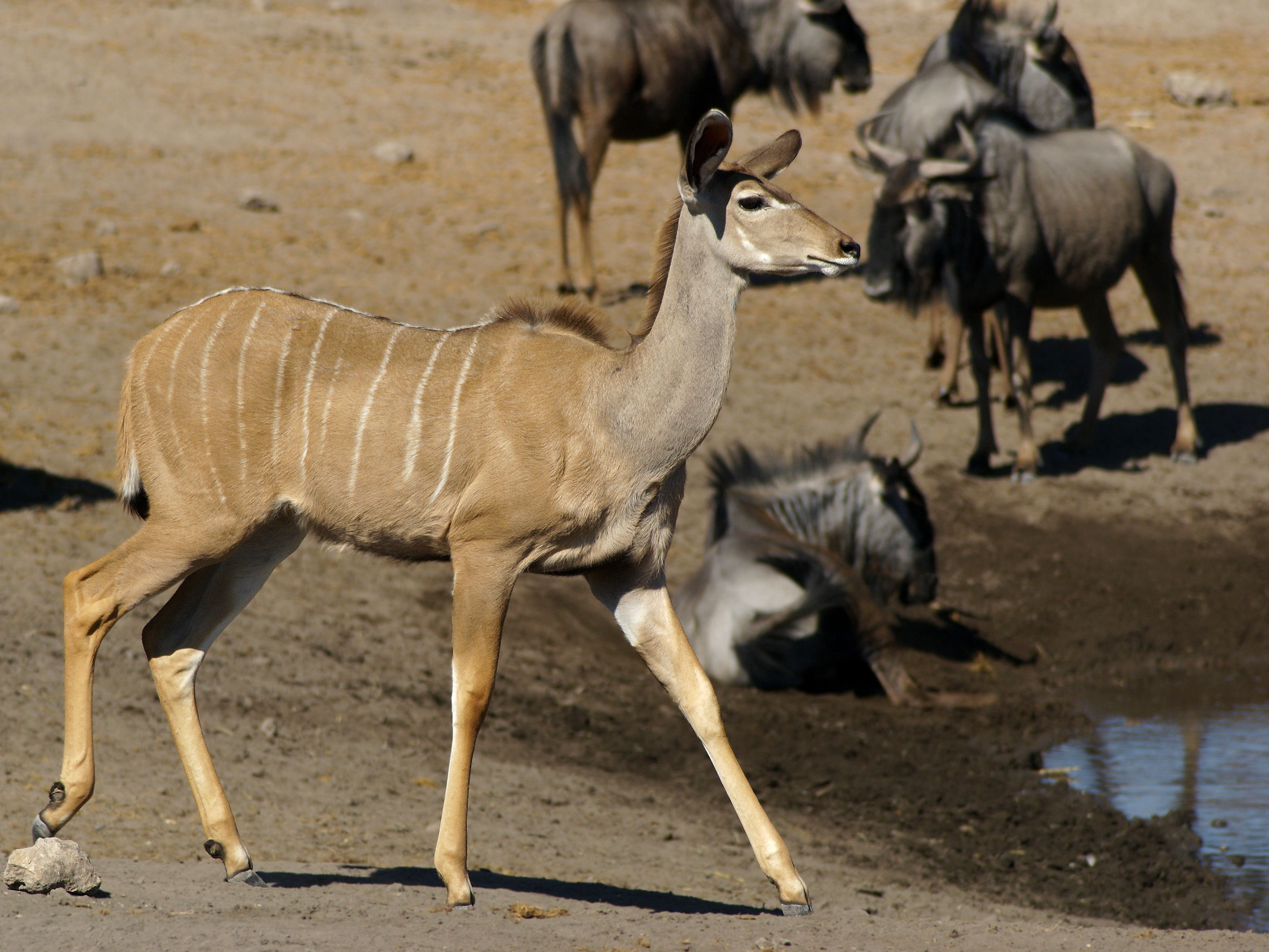 Tragelaphus strepsiceros (female)