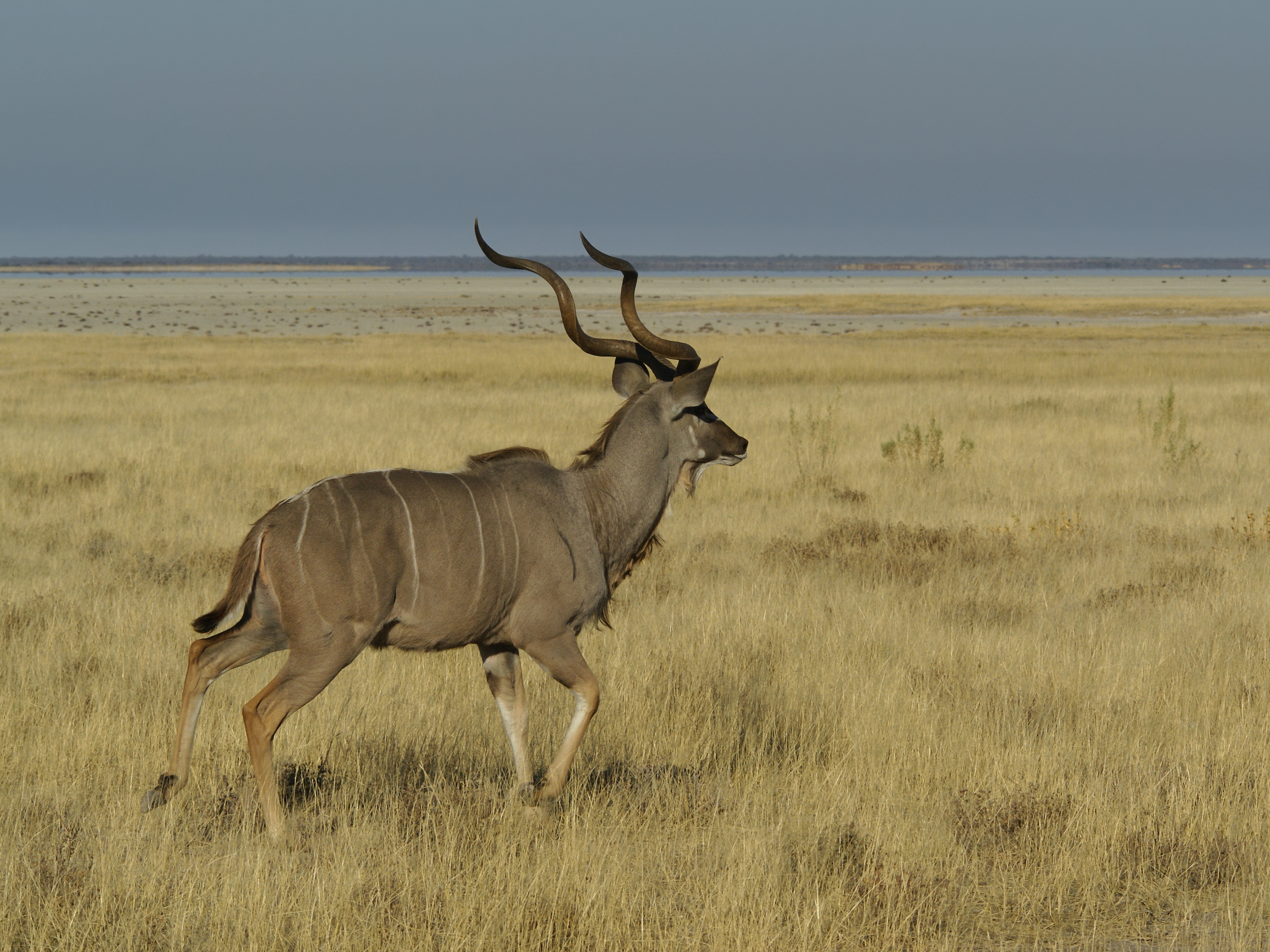 Tragelaphus strepsiceros (male)