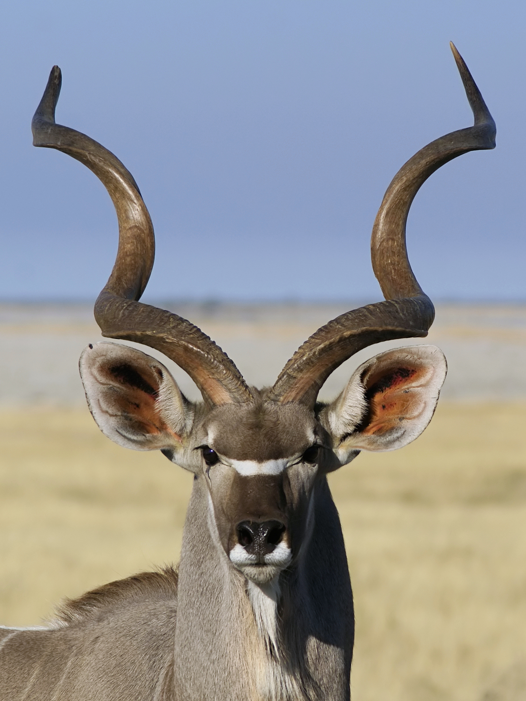 Tragelaphus strepsiceros ♂ (head)